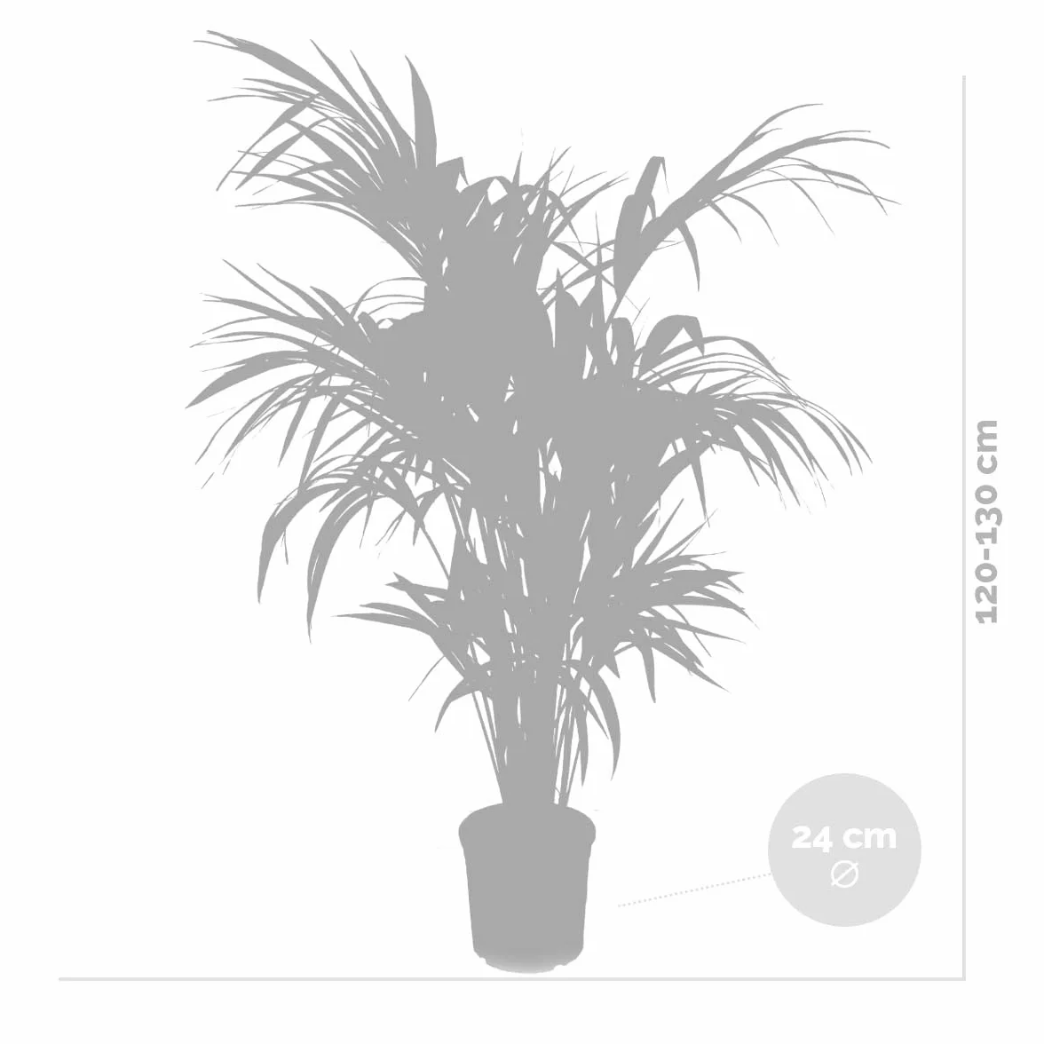 Bloomique Howea Forsteriana Palmier Kentia 120-140 cm Pot 24 cm