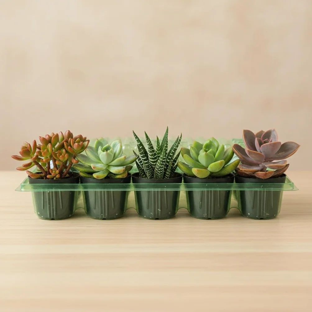 Vdvelde Set Mini Plantes 10 Pièces Petites Plantes d'Intérieur Fougères Ø6 cm Hauteur 10 cm Sans Pot Terrarium Déco Cadeaux