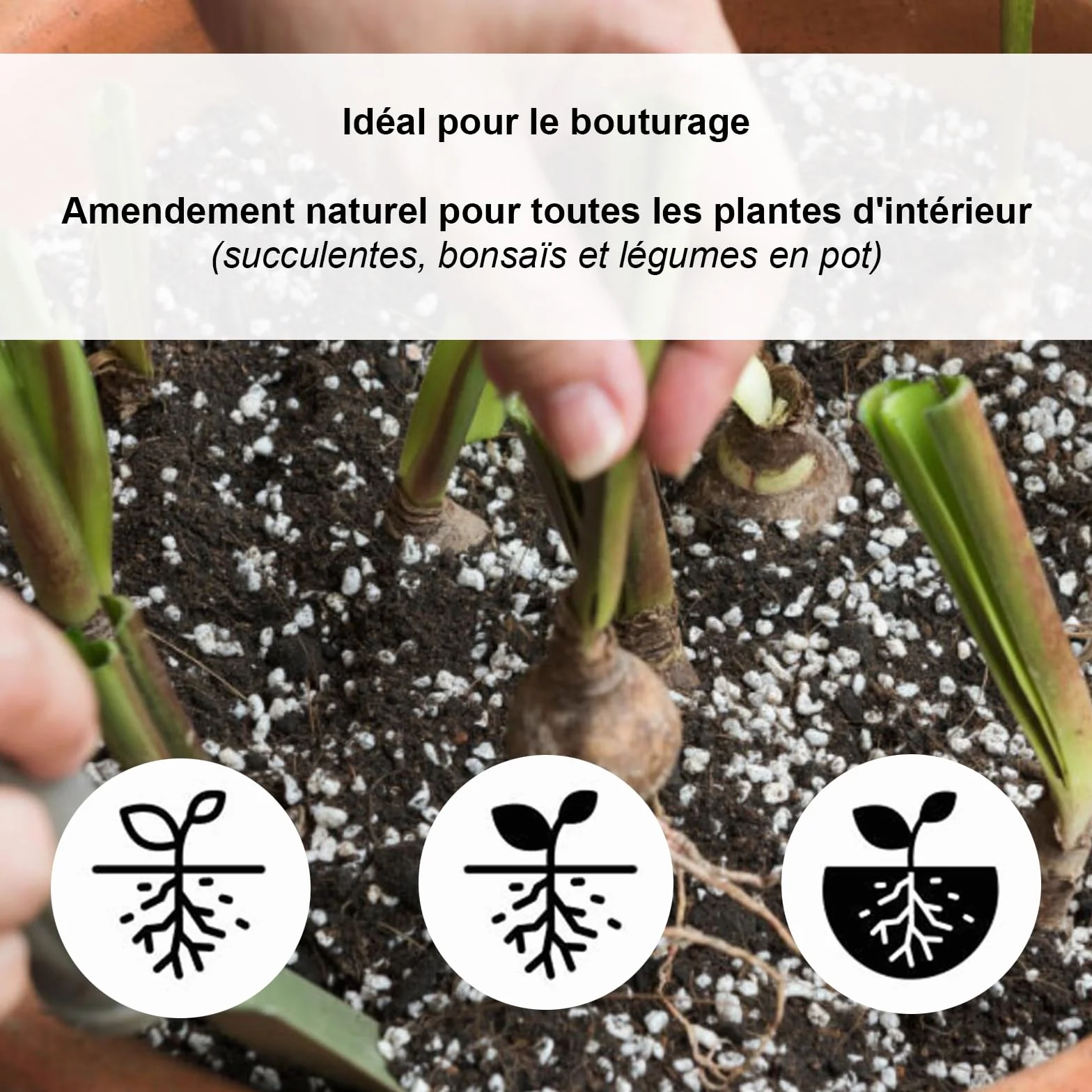 Perlite volcanique naturelle expansée pour jardinage 2 L drainage plantes intérieur