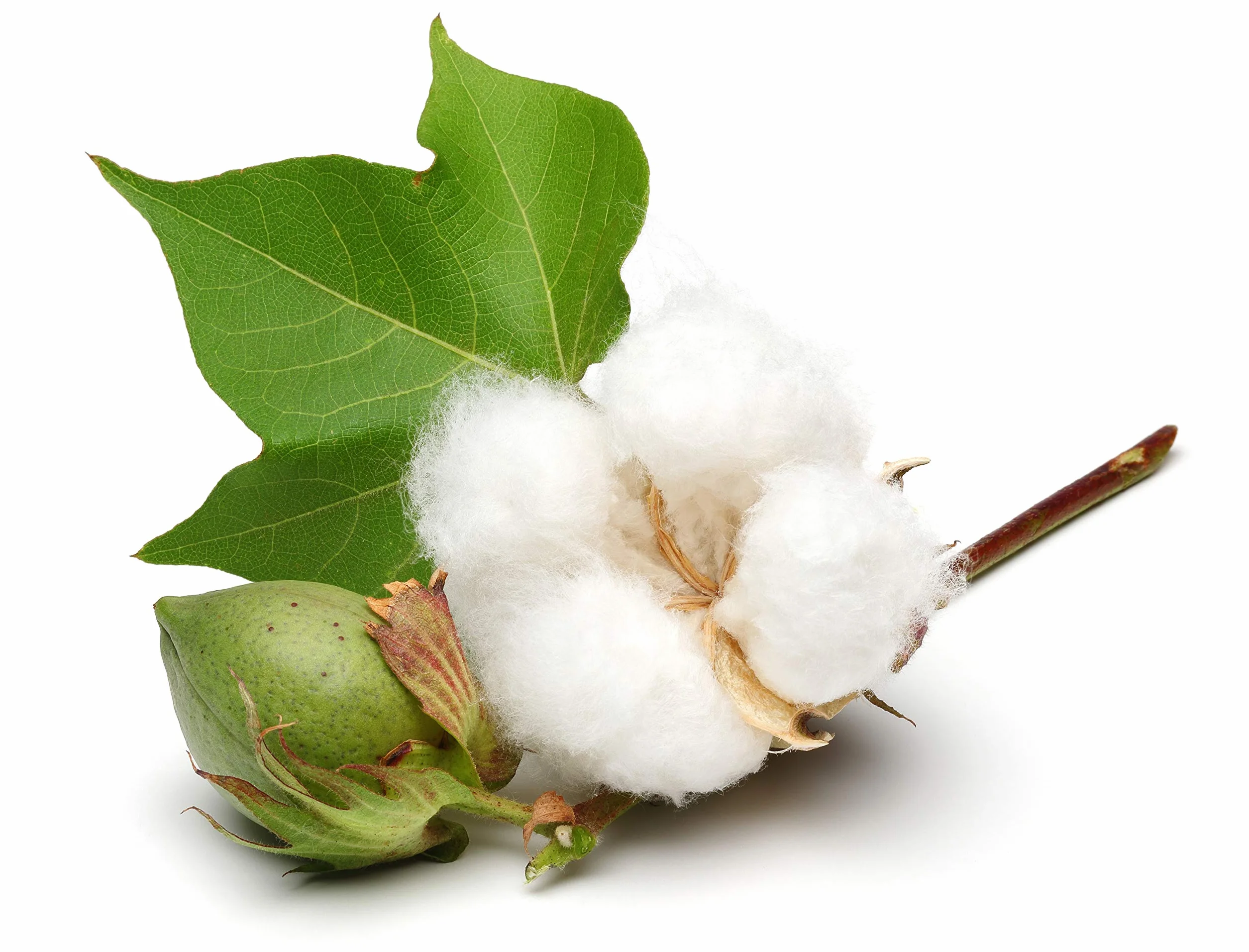 Ficelle coton torsadée Ø 2mm ±40m, Coloris Ecru, Idéal pour macralé, bricolage, jardinage