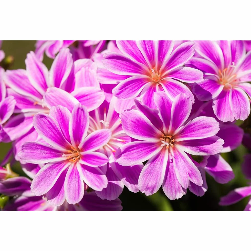 Lewisia cotyledon Roses en porcelaine Violet Pot 11 cm Blumen Eber