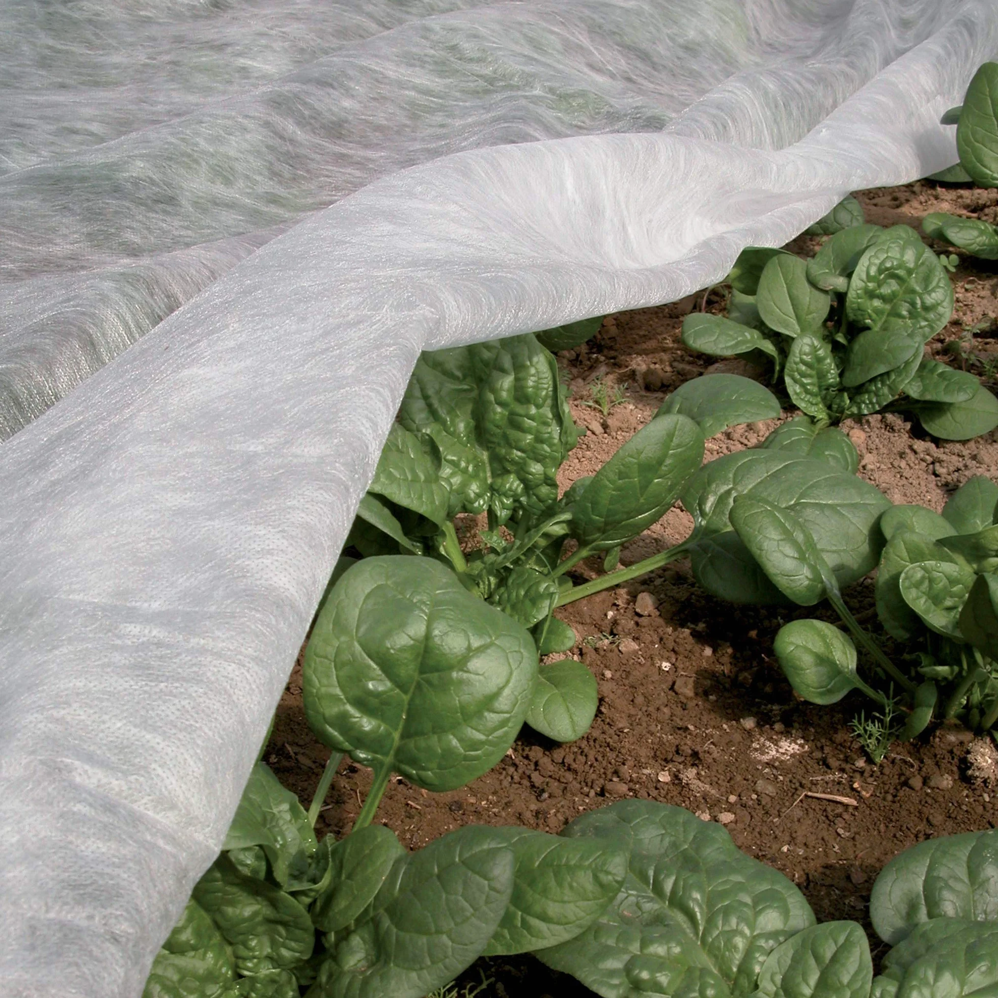 TENAX Ortoclima Plus Voile d'Hivernage 2,40x10 m Blanc 30 g/m² Tissu Non Tissé