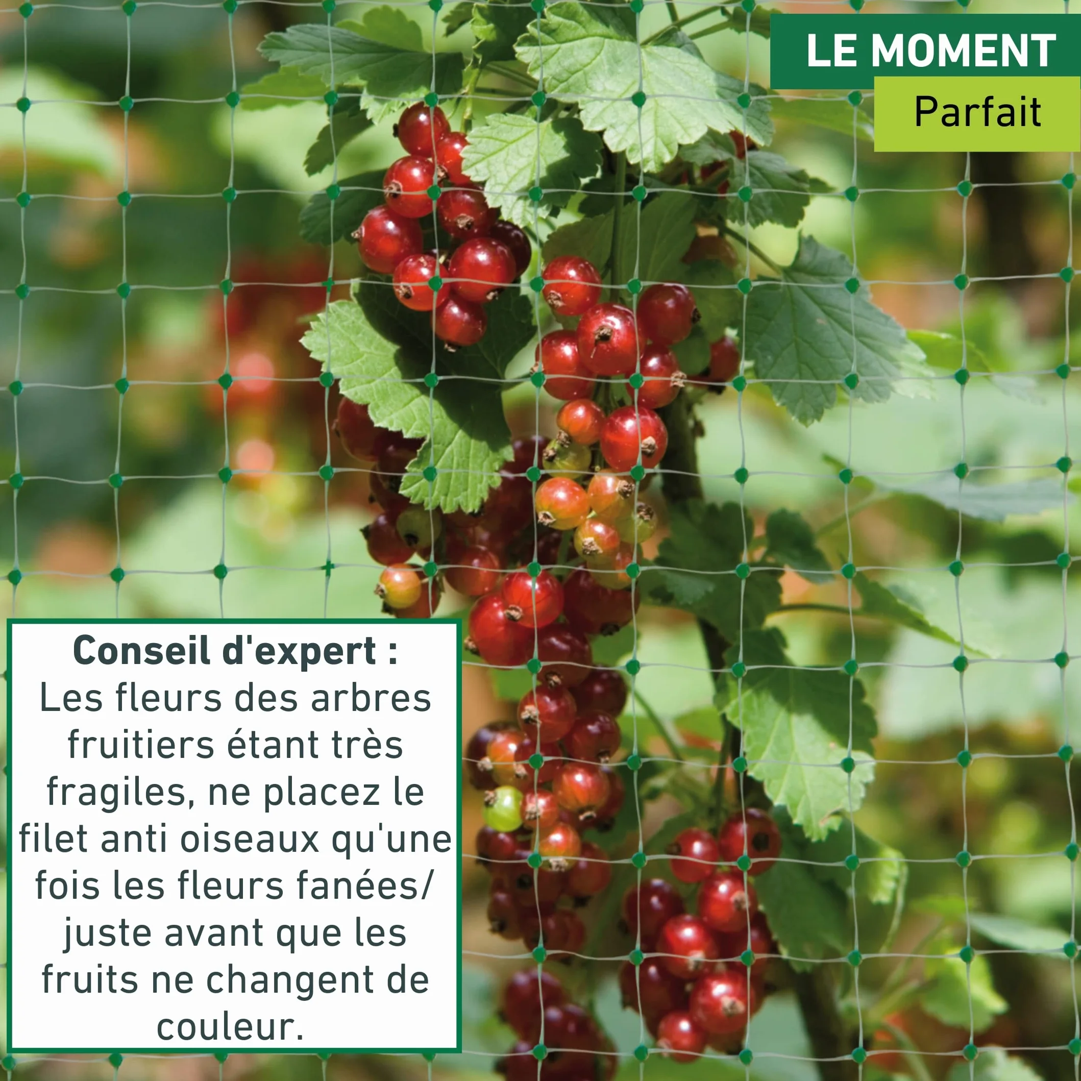 Windhager Filet Anti-Oiseaux 5 x 2 m Maille 13 x 13 mm, Protection Jardin Potager, Noir