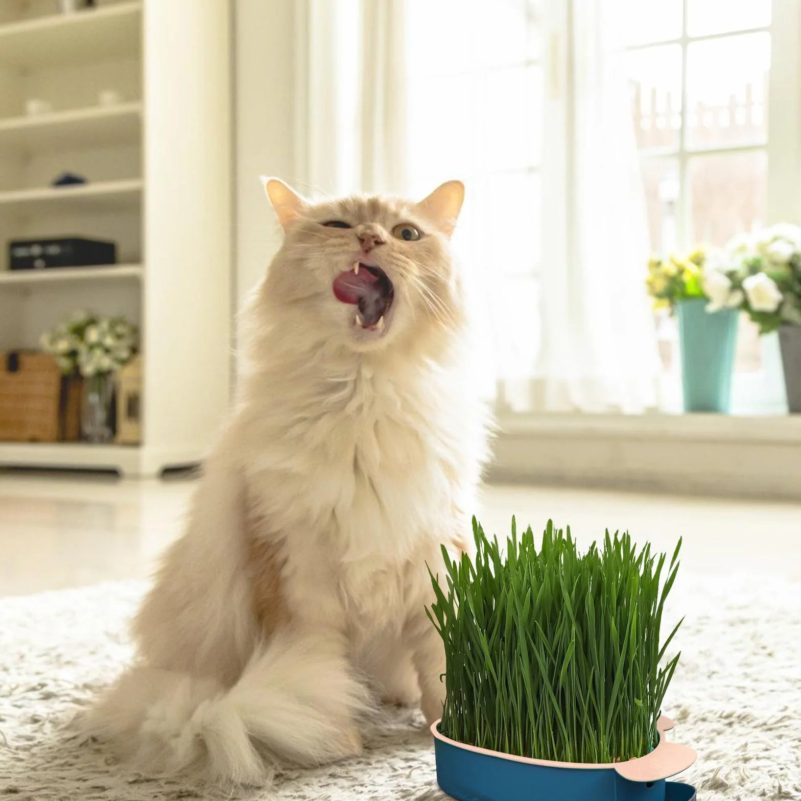 Plateau de Croissance en Forme de Poisson pour Chat HOMURY - 2 Pièces Plastique, Boîte Hydroponique avec 10 Sacs de Graines