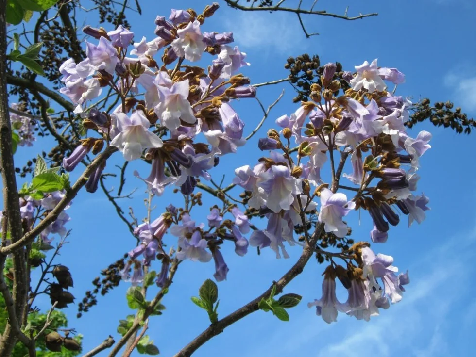 Arbre impérial Paulownia tomentosa - 200 graines avec substrat