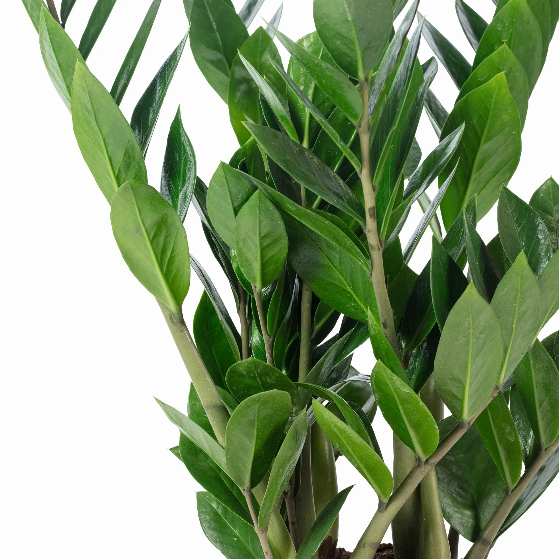 Zamioculcas zamiifolia Plante ZZ 55 cm Pot Ø 17 cm