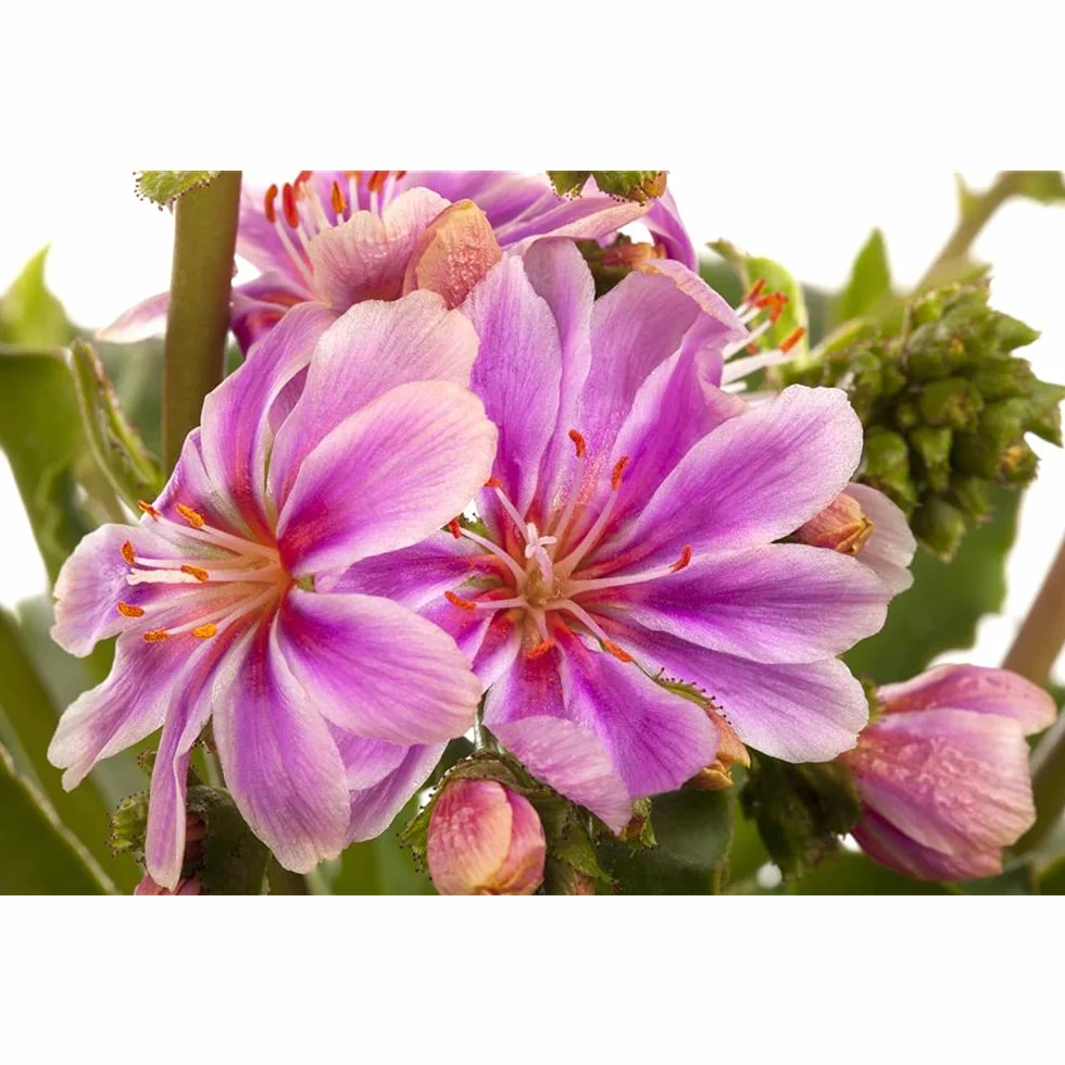 Lewisia cotyledon Roses en porcelaine Violet Pot 11 cm Blumen Eber
