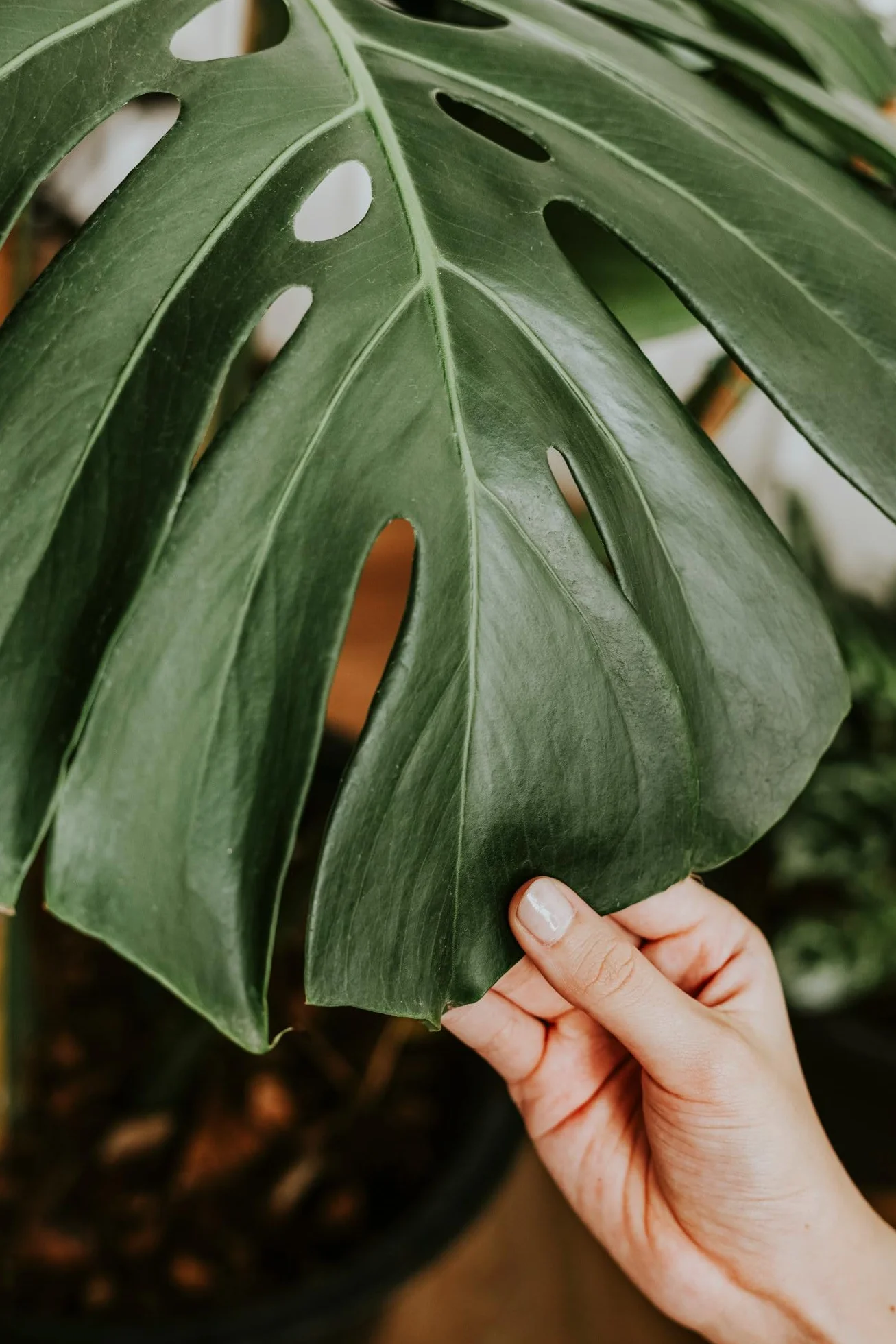 Monstera Terreau pour Plantes Carnivores 2 Litres - Sol à Drainage Rapide