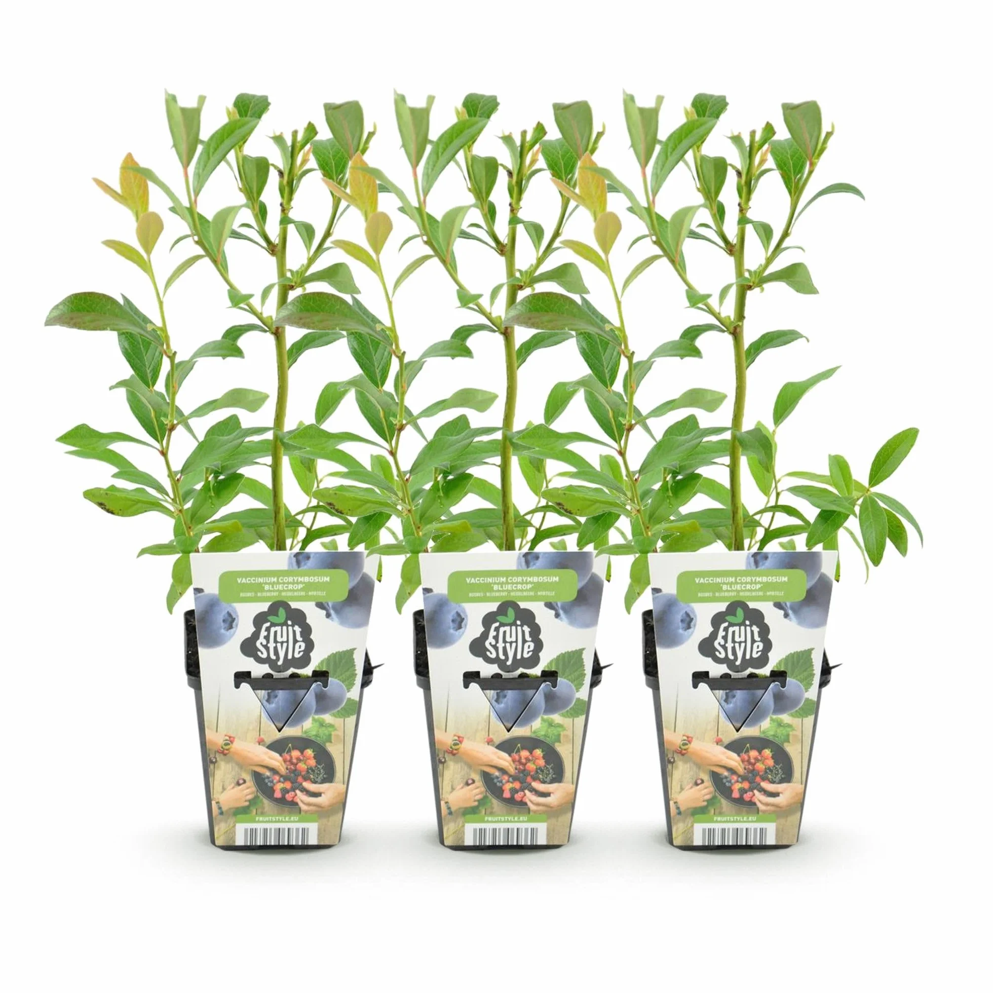Myrtille Bluecrop Vaccinium Corymbossum 3 Plantes Pot 9 cm Résistant Hiver