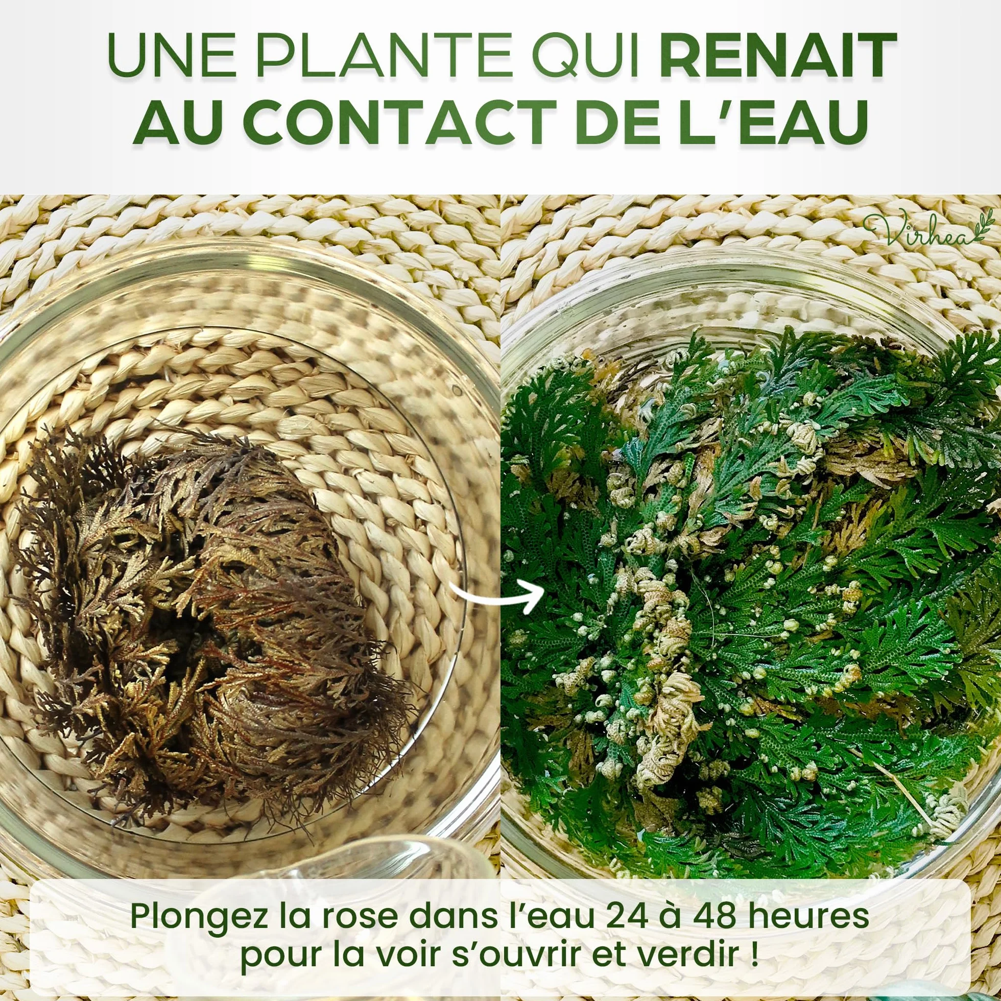 Rose de Jericho X2 - Plante de la Résurrection - Selaginella Lepidophylla