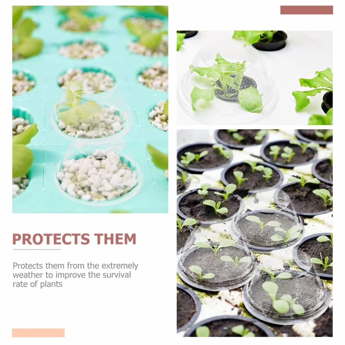 Cloches à Plantes en Plastique Transparentes 100 Pièces pour Culture Hydroponique, Dômes d'Humidité Protection Jardin Extérieur Gel