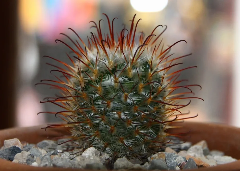 Mélange de Mammillaria - 40 graines - Avec substrat - Mammilaria Mix