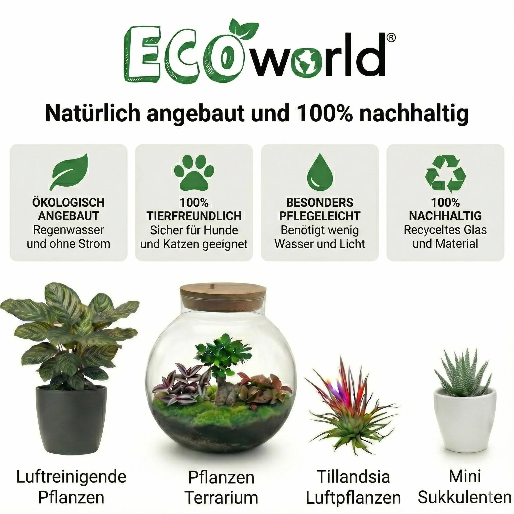 Tillandsia Set Plantes Aériennes 10 Pièces Air Plants sans Terre Spray Ø5 cm Hauteur 10 cm
