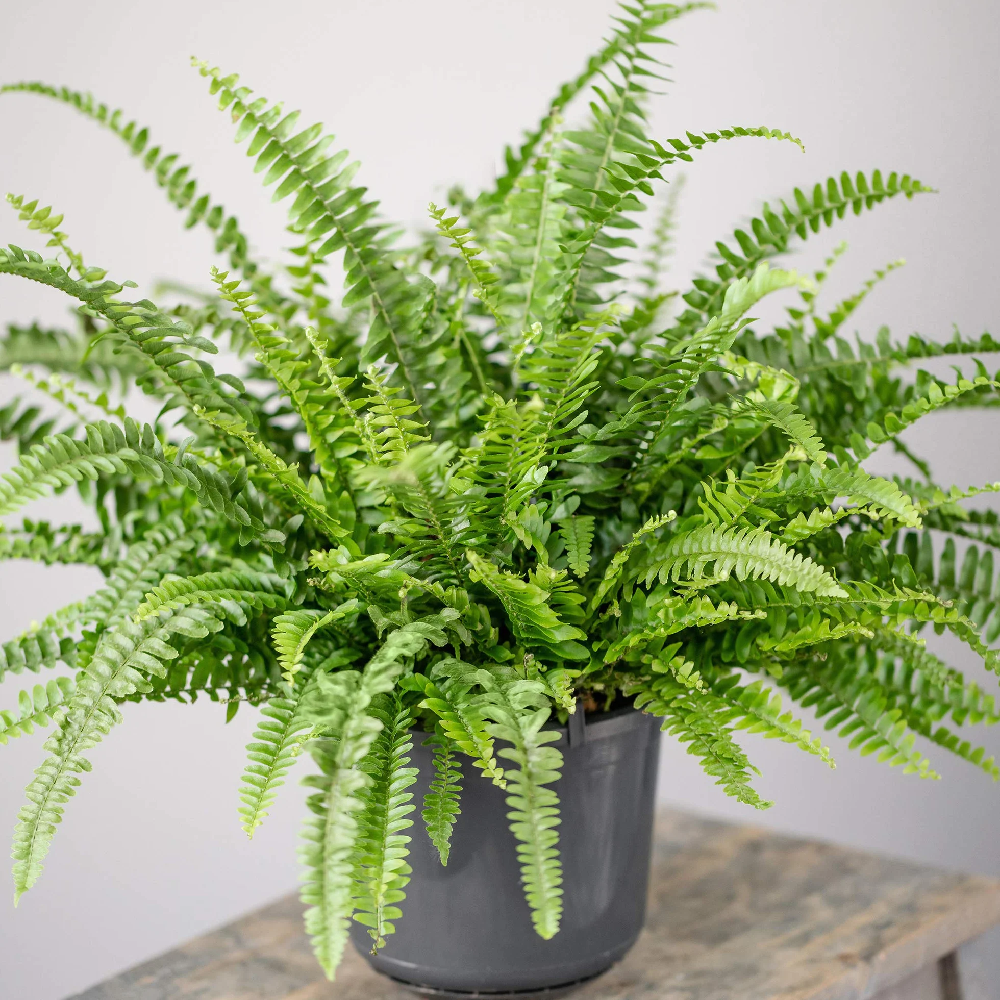 Fougère de Boston | Plante d'intérieur à Feuillage Persistant 25-35 cm pot inclus