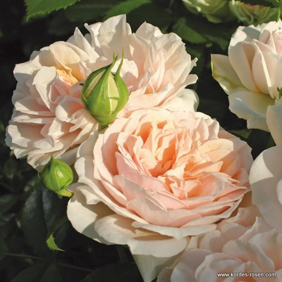 Rosa 'Garden of Rosiers' Rosier buisson compact 25-30 cm pot