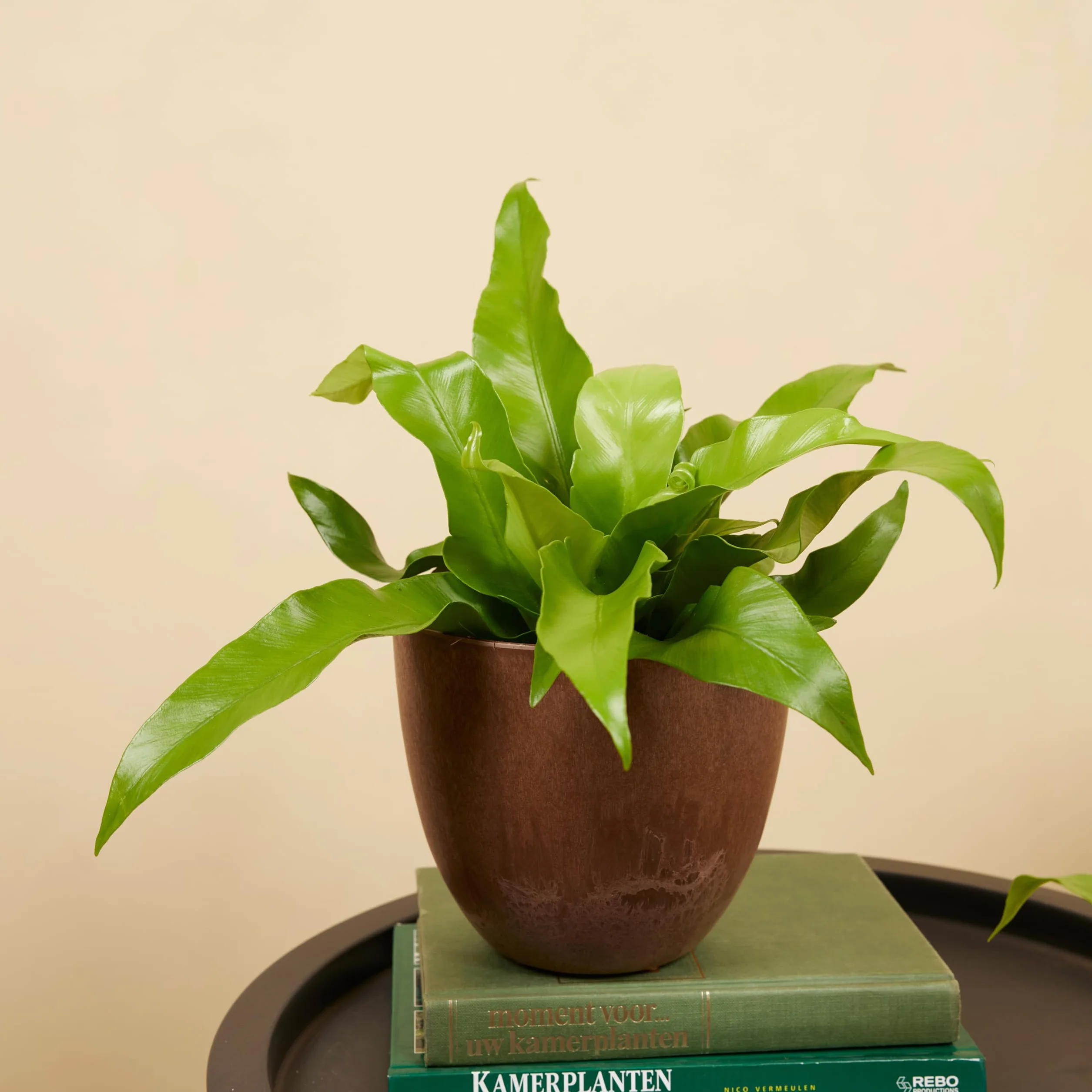 Bloomique Asplenium Antiquum Fougère nid d'oiseau Plante d'intérieur Purificateur d'air 20-30 cm Pot 12 cm