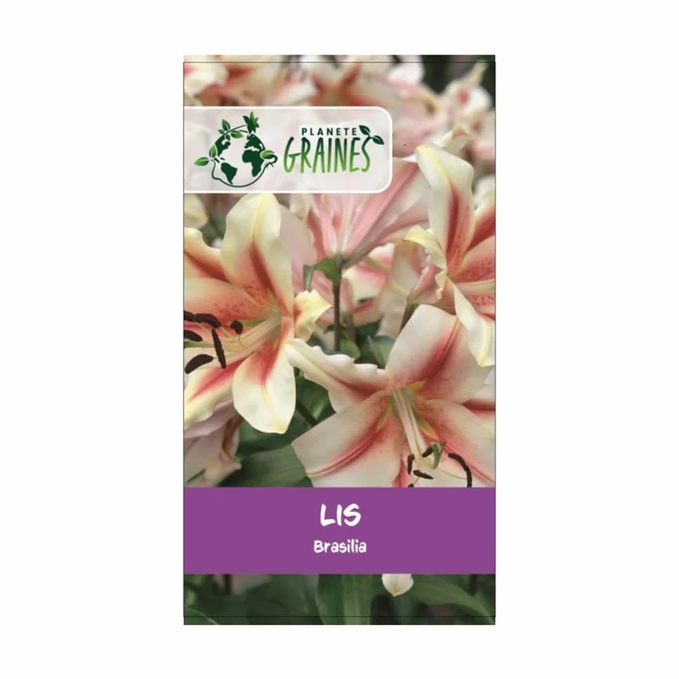 Lys Brasilia Rose - 5 bulbes