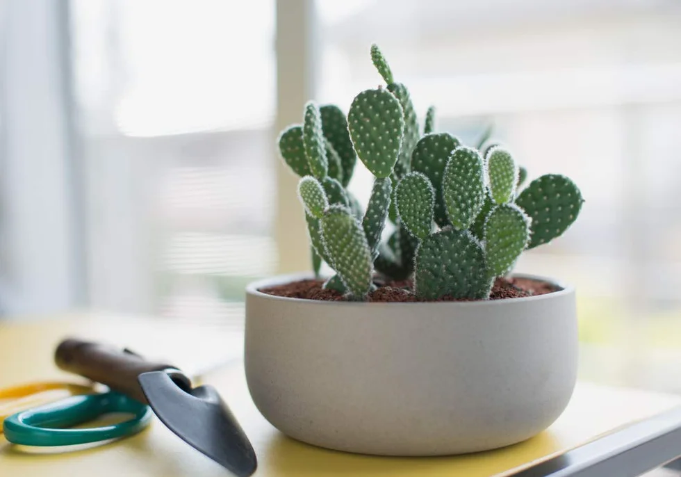 Bloomique Lot de 2 Opuntia Rubescens Cactus raquette Plantes d’intérieur Hauteur 20-30 cm Pot 12 cm