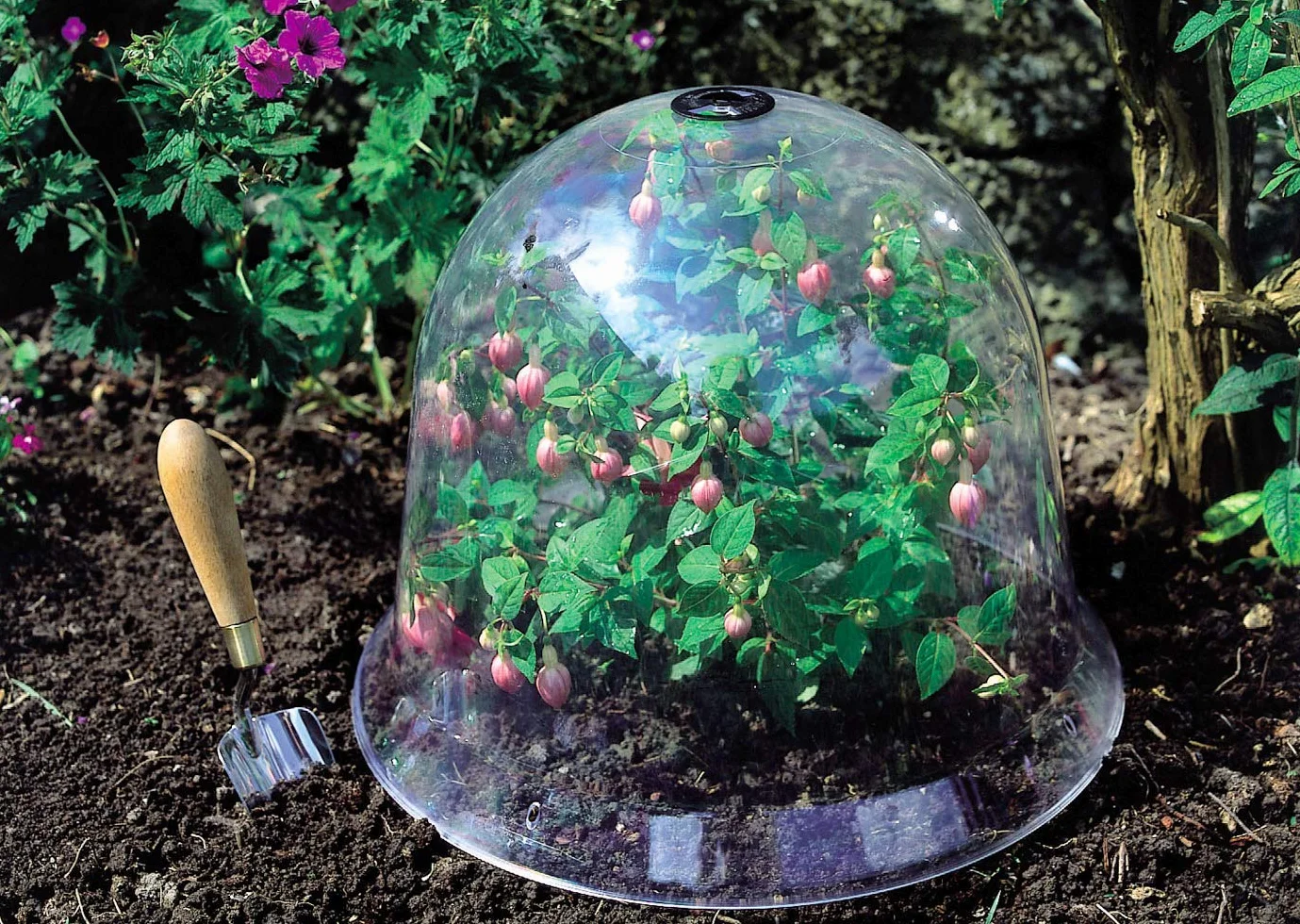 Haxnicks Lot de 2 cloches victoriennes Transparent Kingsize 40 x 31 cm