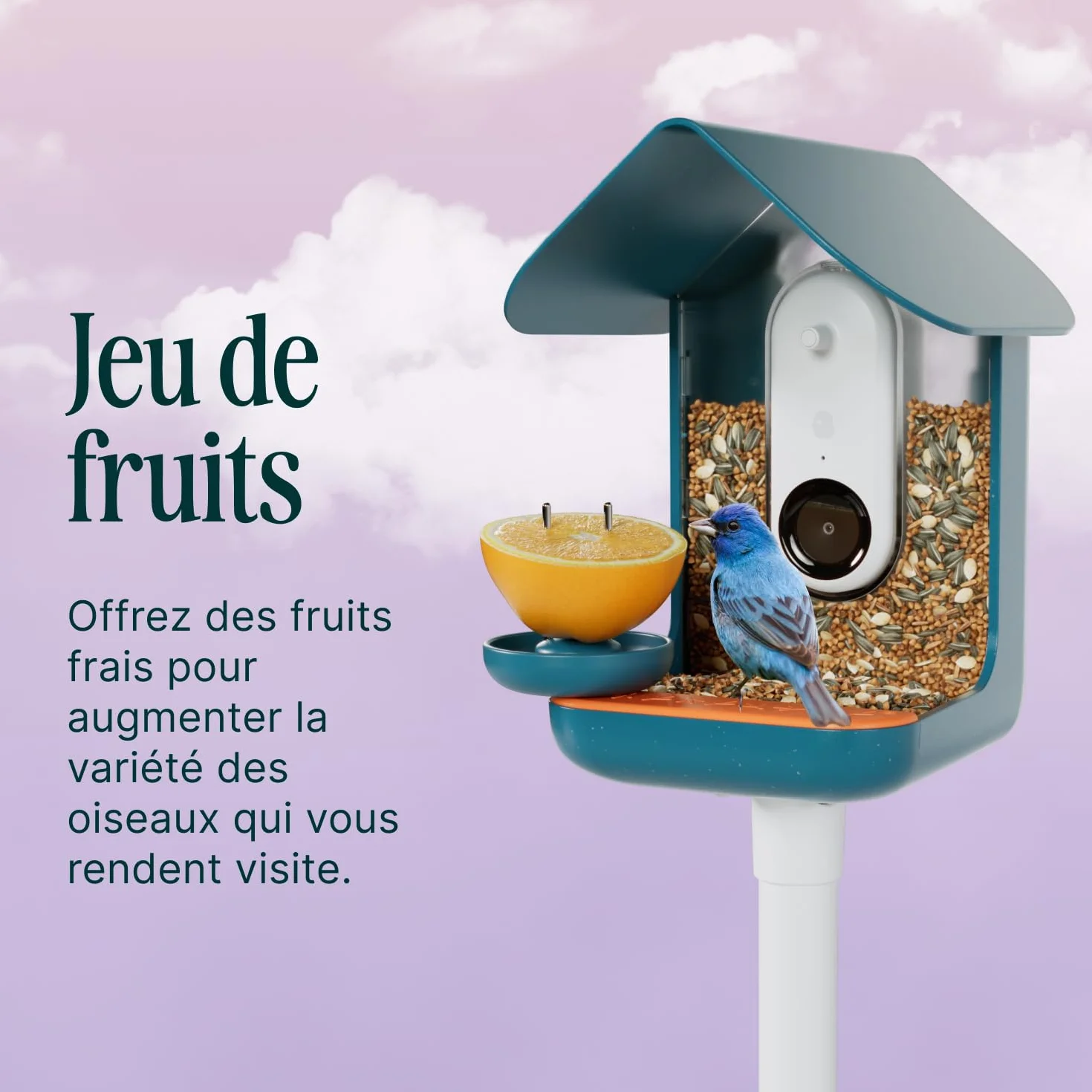 Birdbuddy Ensemble de Nutrition 3 en 1 – Fontaine à Eau, Piquet à Fruits, Mangeoire à Gelée pour Oiseaux Extérieur