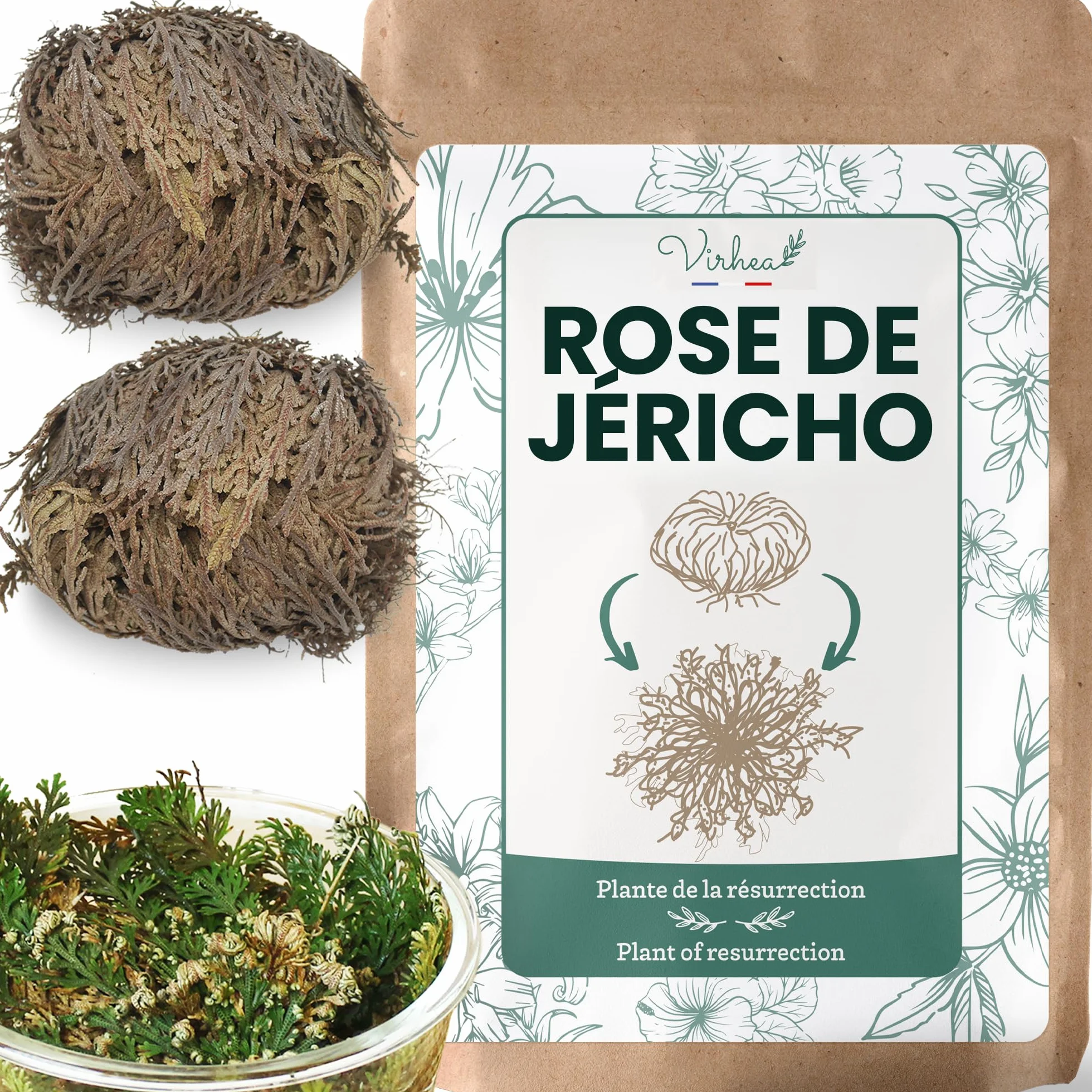 Rose de Jericho X2 - Plante de la Résurrection - Selaginella Lepidophylla