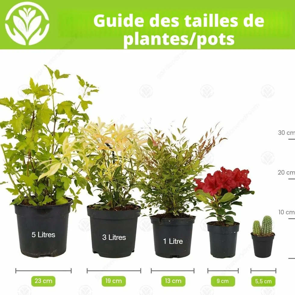 GardenersDream Mélange de 5 Fougères Résistantes Vivaces Evergreen pour Jardin