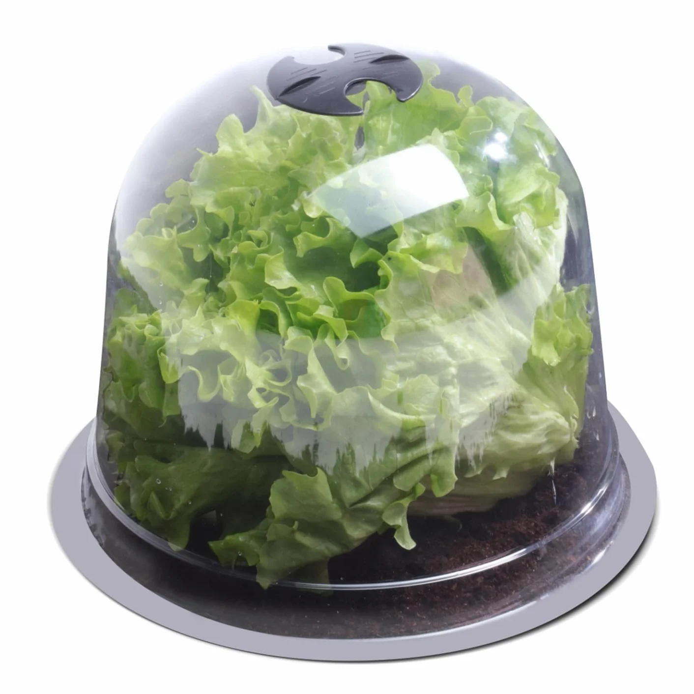 Cloche à salades x12 Serre de Protection pour Plants