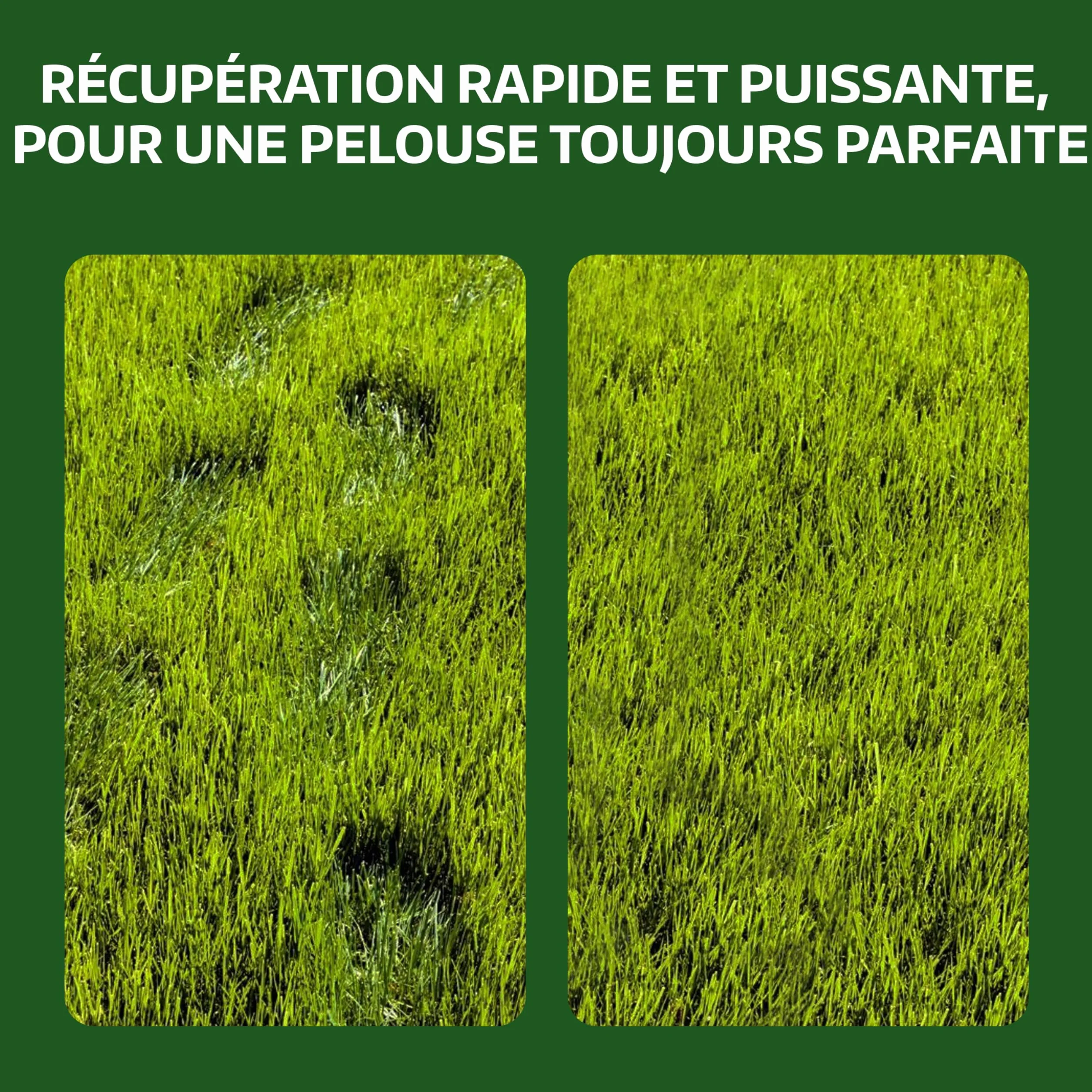 LERAVA Gazon Cynodon dactylon 200 g pour 20 m² Résistant piétinement sécheresse