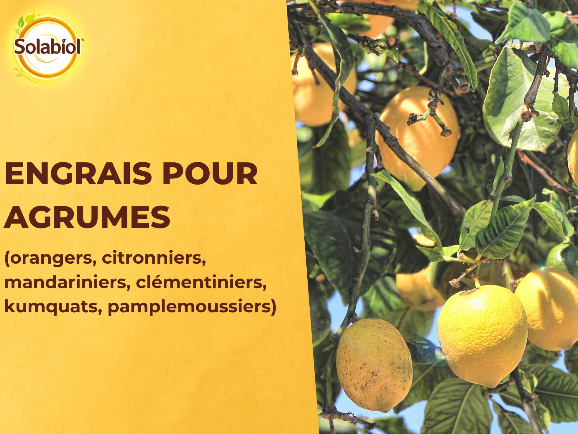 SOLABIOL Engrais Agrumes 750g - Favorise Fructification - Nutrition Longue Durée - Utilisable en Agriculture Biologique