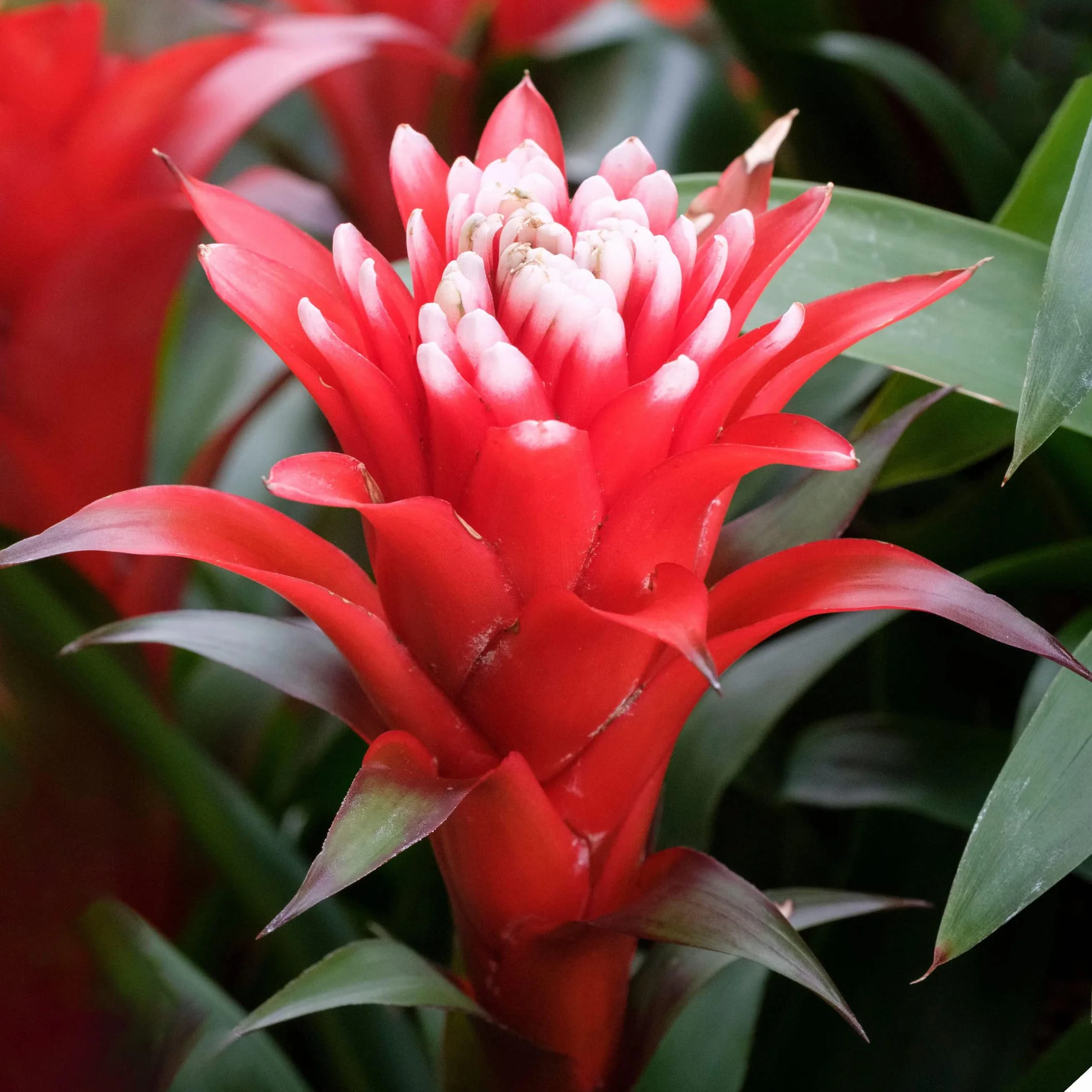 Bromélia Guzmania Hope Plante d'intérieur à fleurs exotiques 40-50 cm pot inclus