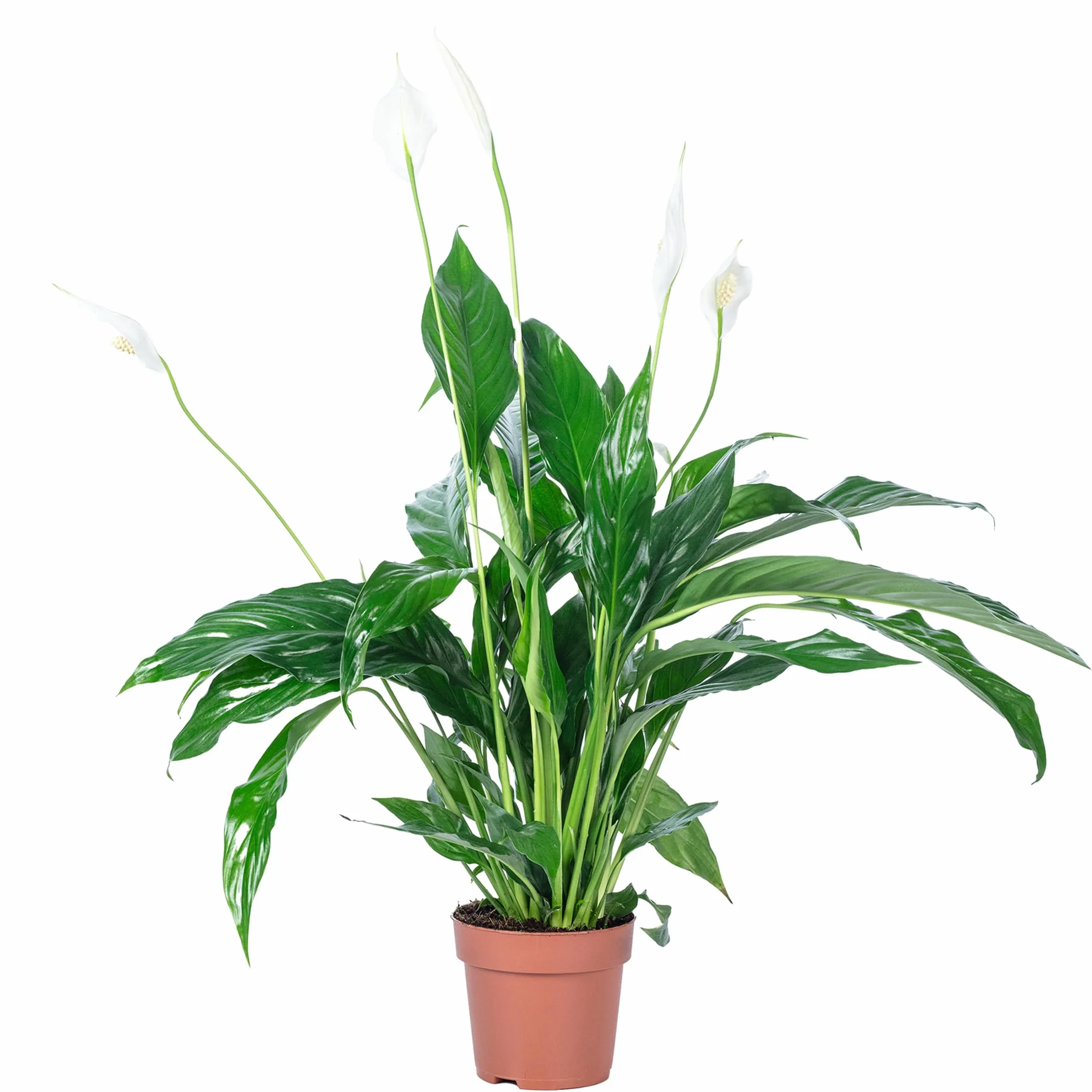 Spathiphyllum Fleur de lune 3-5 fleurs plante d'intérieur 50 cm pot Ø 13 cm