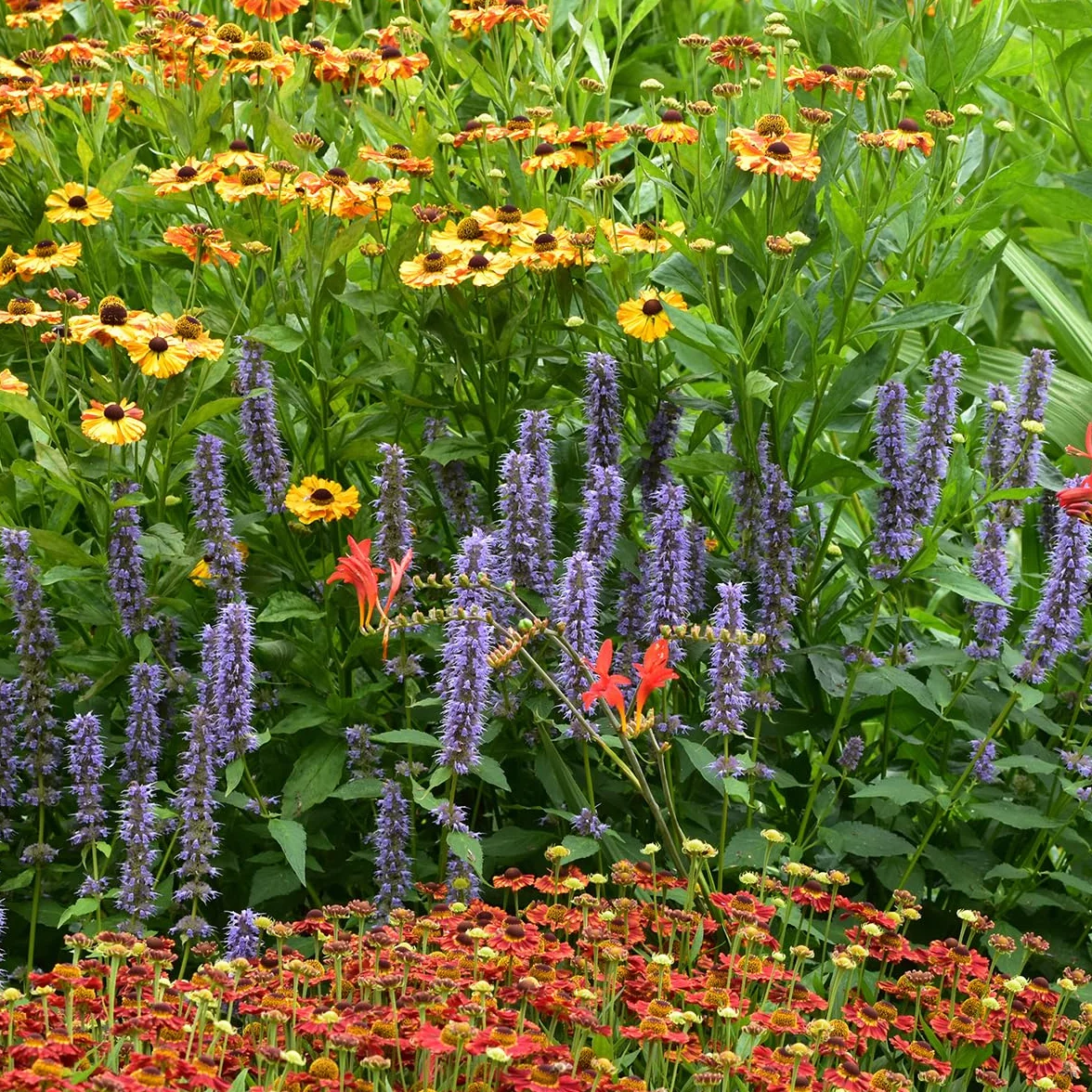 Agastache Blue Fortune Lot de 6 - Vivace Rustique - Pot 9 cm - Hauteur 10-20 cm