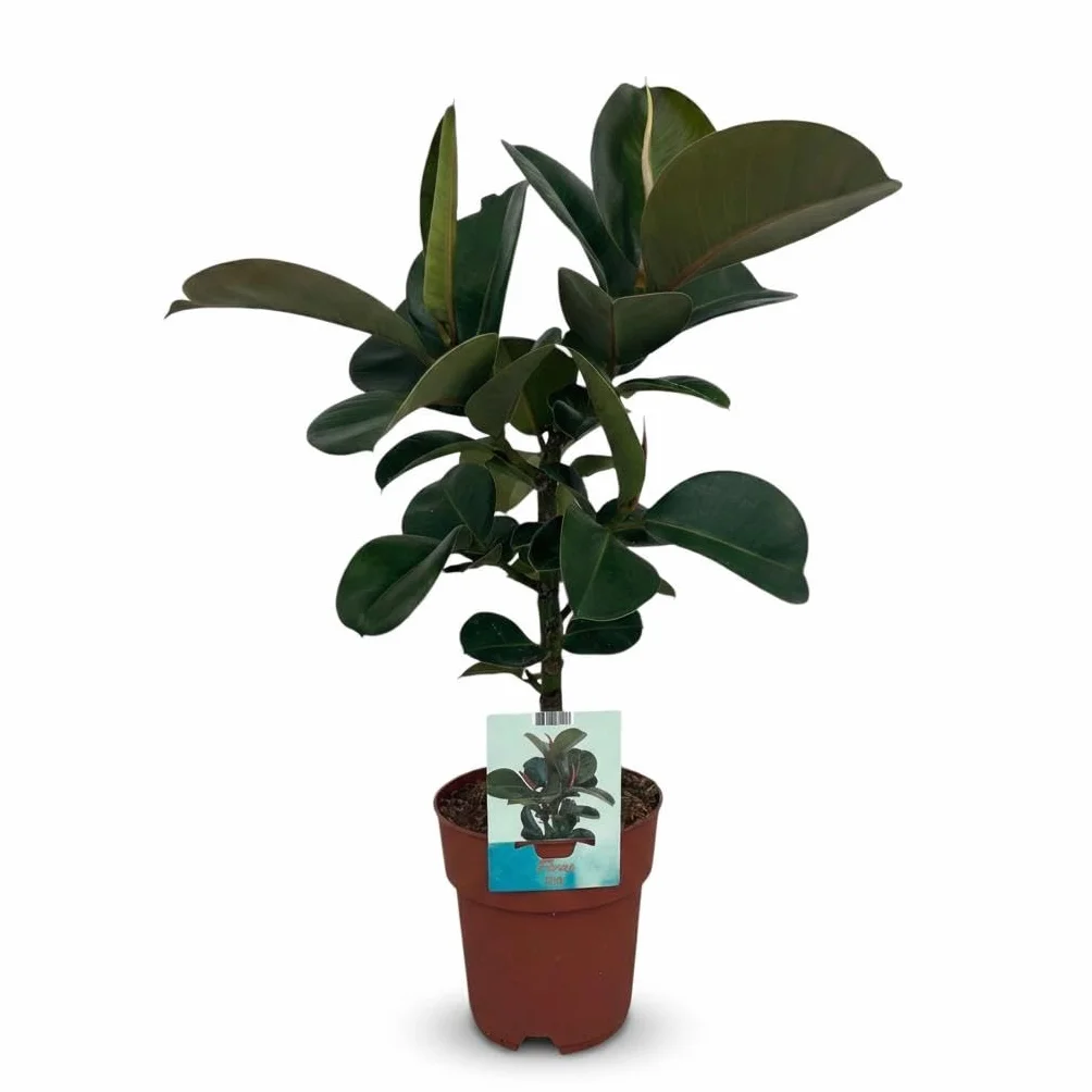 Ficus Elastica Cloe Plante d'intérieur Vert Pot 19cm Hauteur 65cm