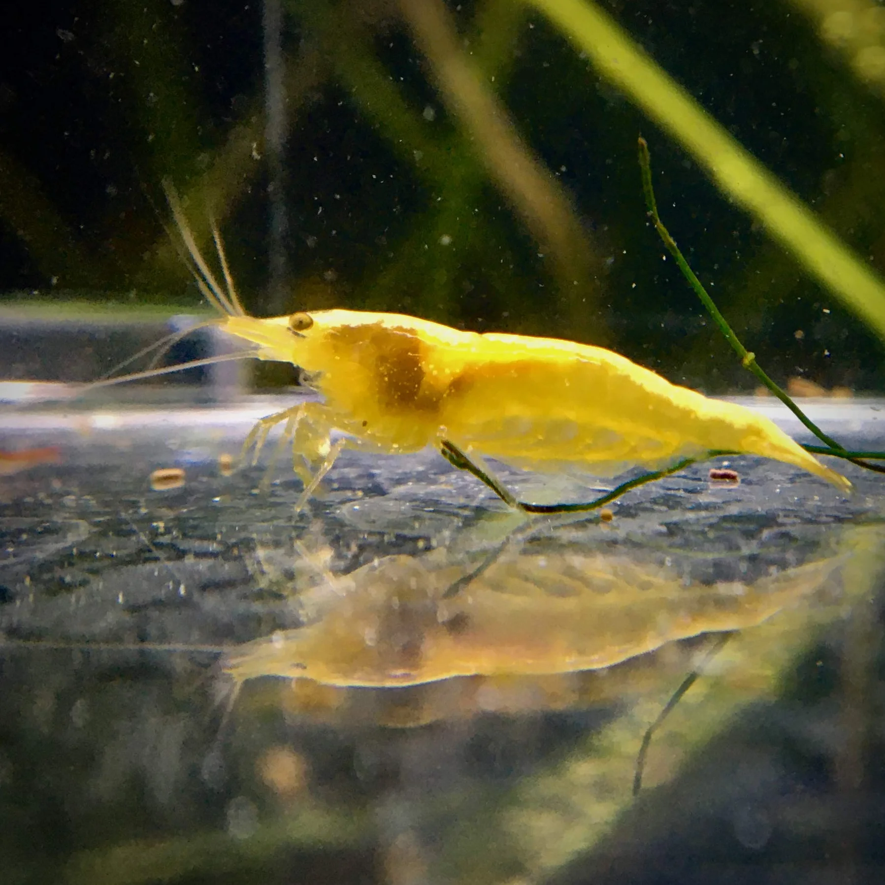 Lebonaqua Crevettes Rili Sakura Rouges Jaunes Bleues Lot de 20 Aquarium d'eau Douce