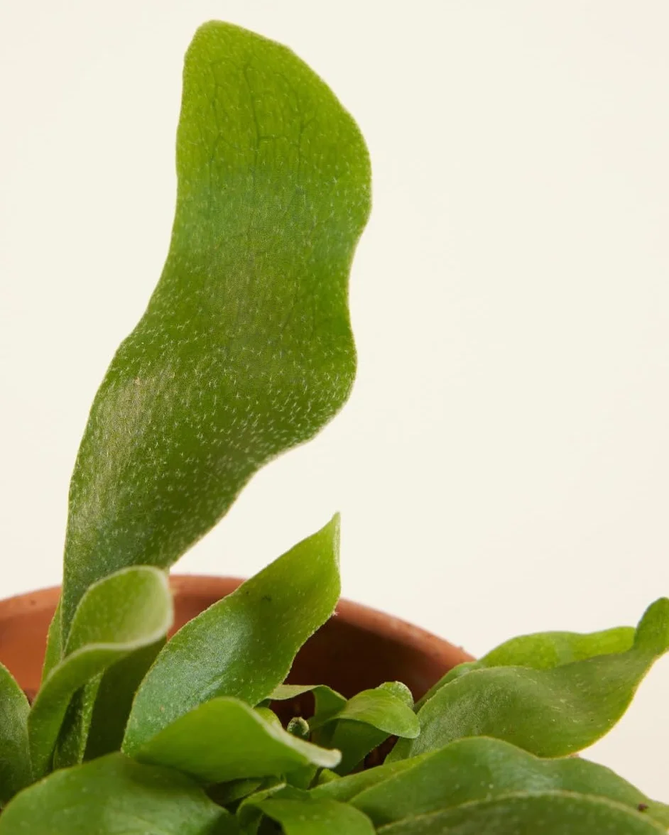 Platycerium Bifurcatum corne d'élan Plante verte d'intérieur 2 cm boutures Hauteur 10 cm