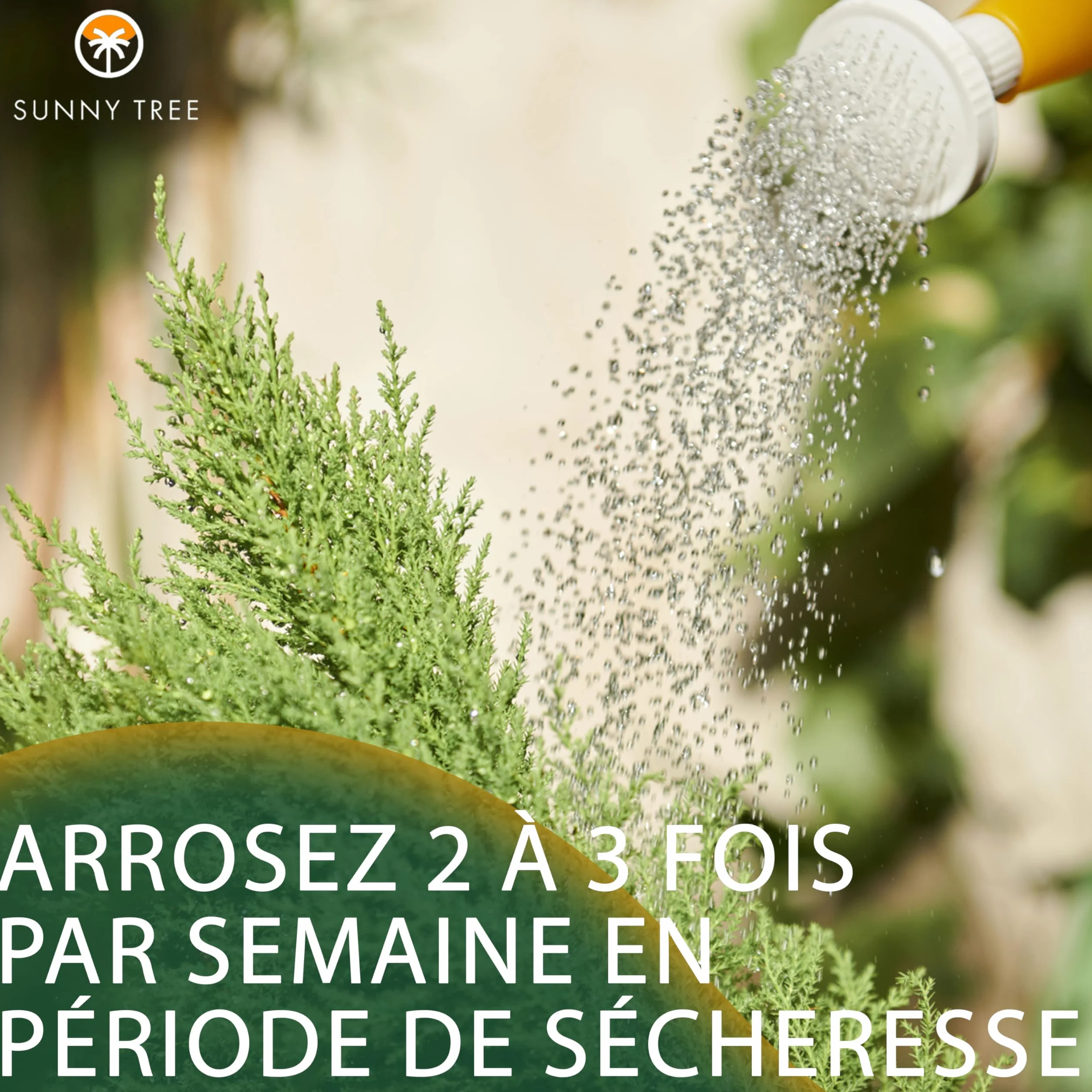 Cupressus Sempervirens Totem Cyprès Italien 150-160 CM résistant au gel -18 conifère à feuillage persistant