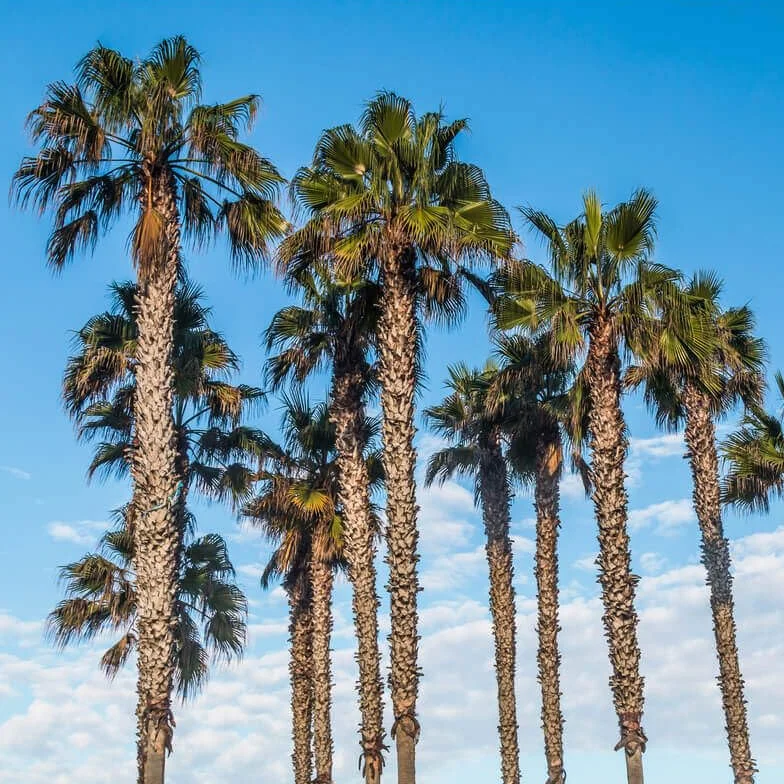 WASHINGTONIA ROBUSTA - Palmier résistant - Palmier du Mexique - 30m