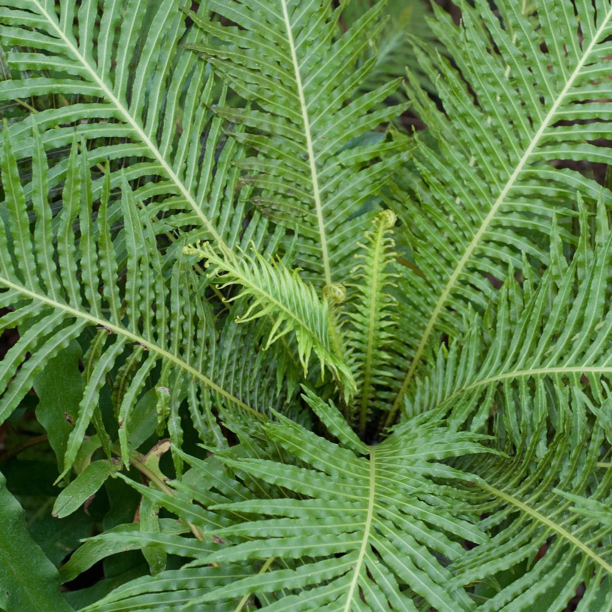 Blechnum Silver Lady Petite Fougère d'intérieur en Pot Cadeau