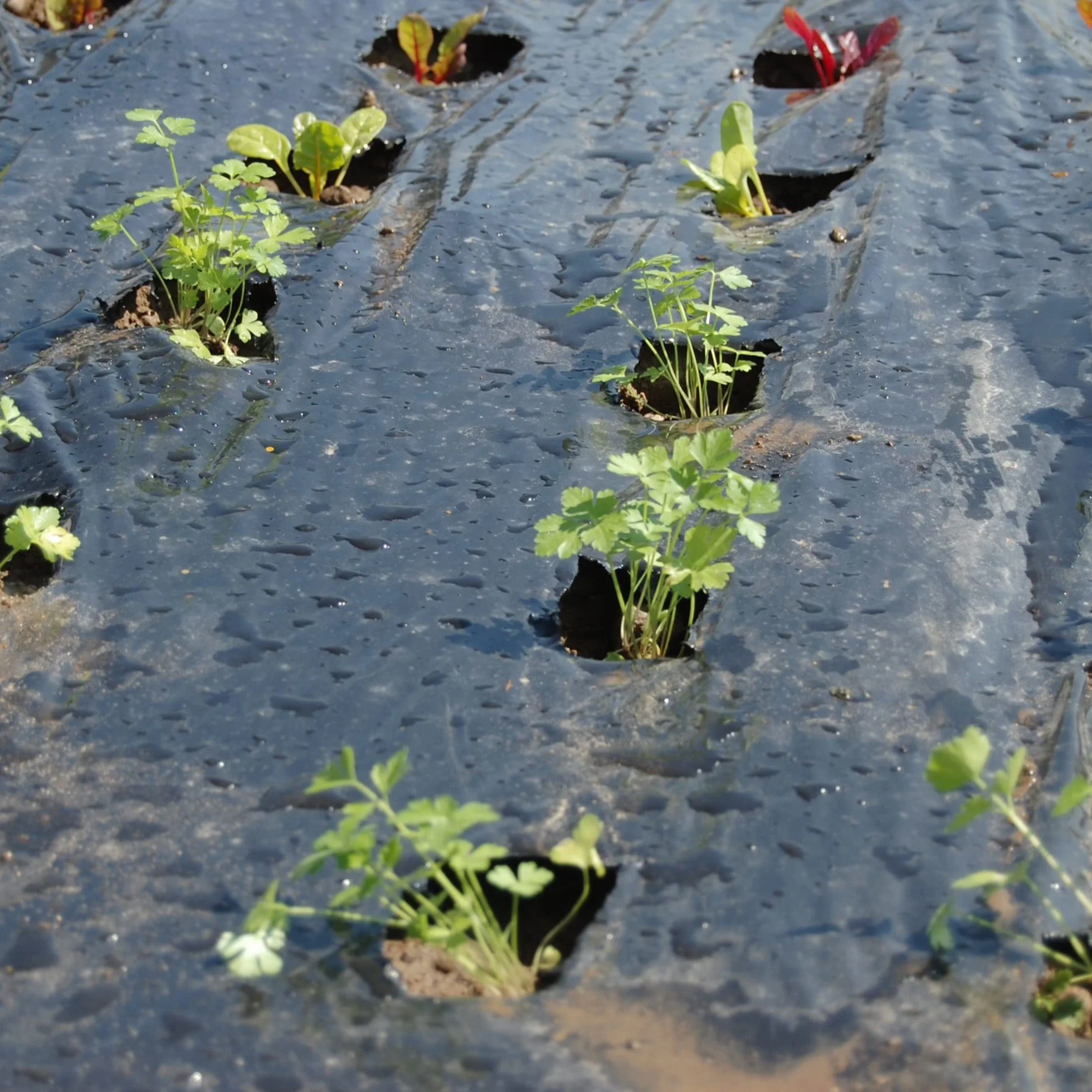 TENAX Film de Paillage Black Cover 2,00x10 m Noir Imperméable Anti-Mauvaises Herbes