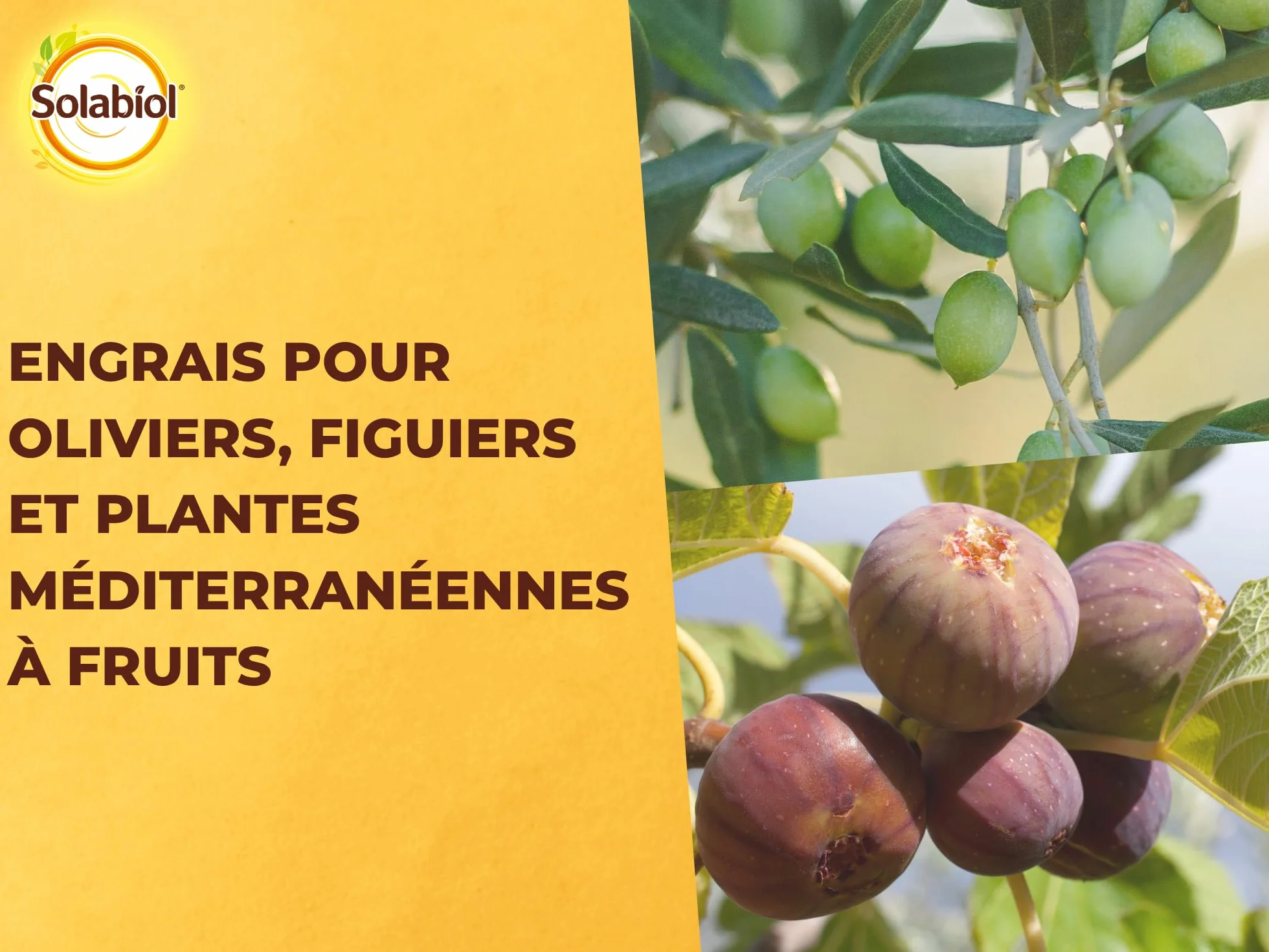 SOLABIOL Engrais Oliviers Figuiers Plantes Méditerranéennes 750g Jusqu'à 15 Arbres Agriculture Biologique SOLIVY750