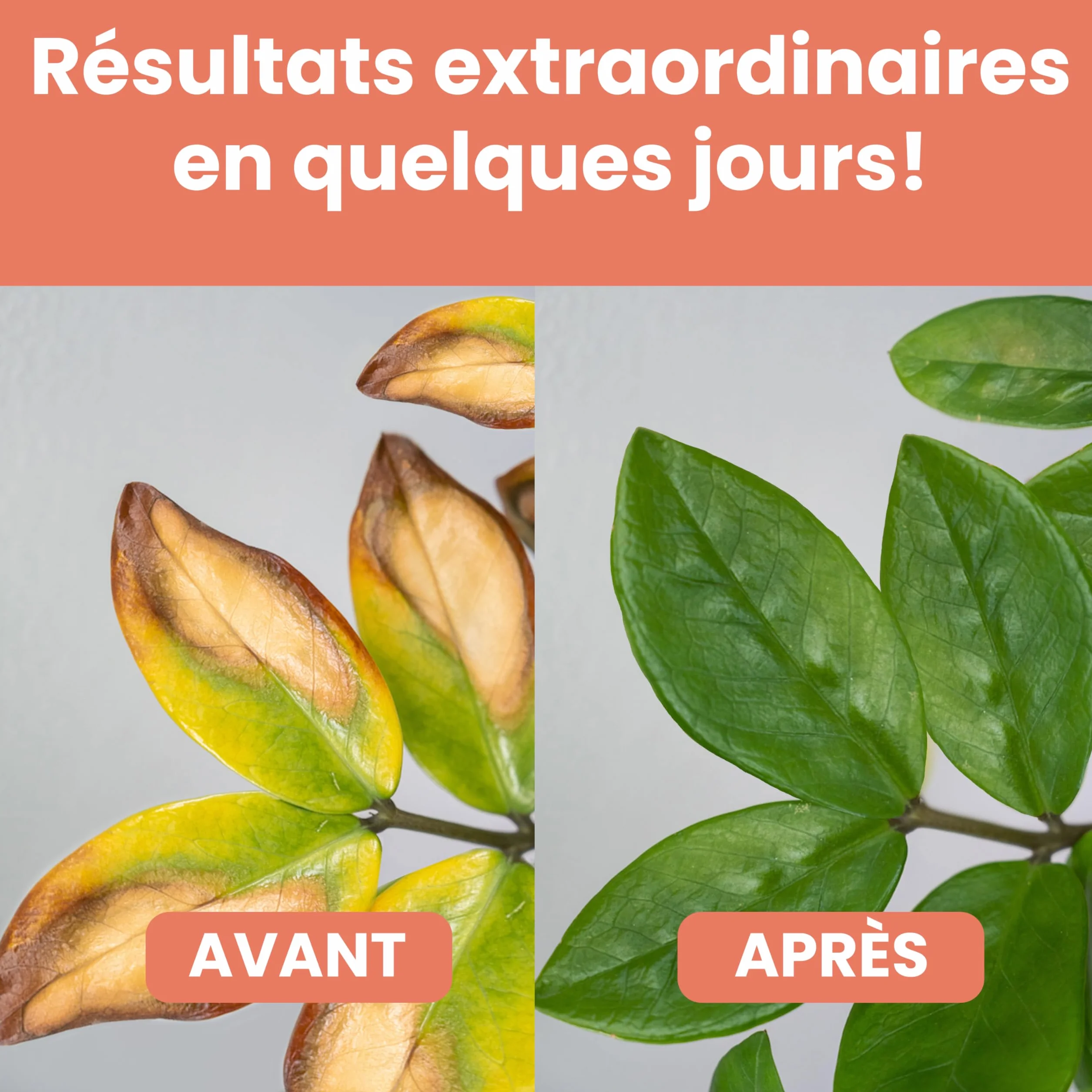 LERAVA chélate de fer 200g Anti-Chlorose Feuilles Jaunes Agriculture Biologique Toutes Cultures Pot ou Terre