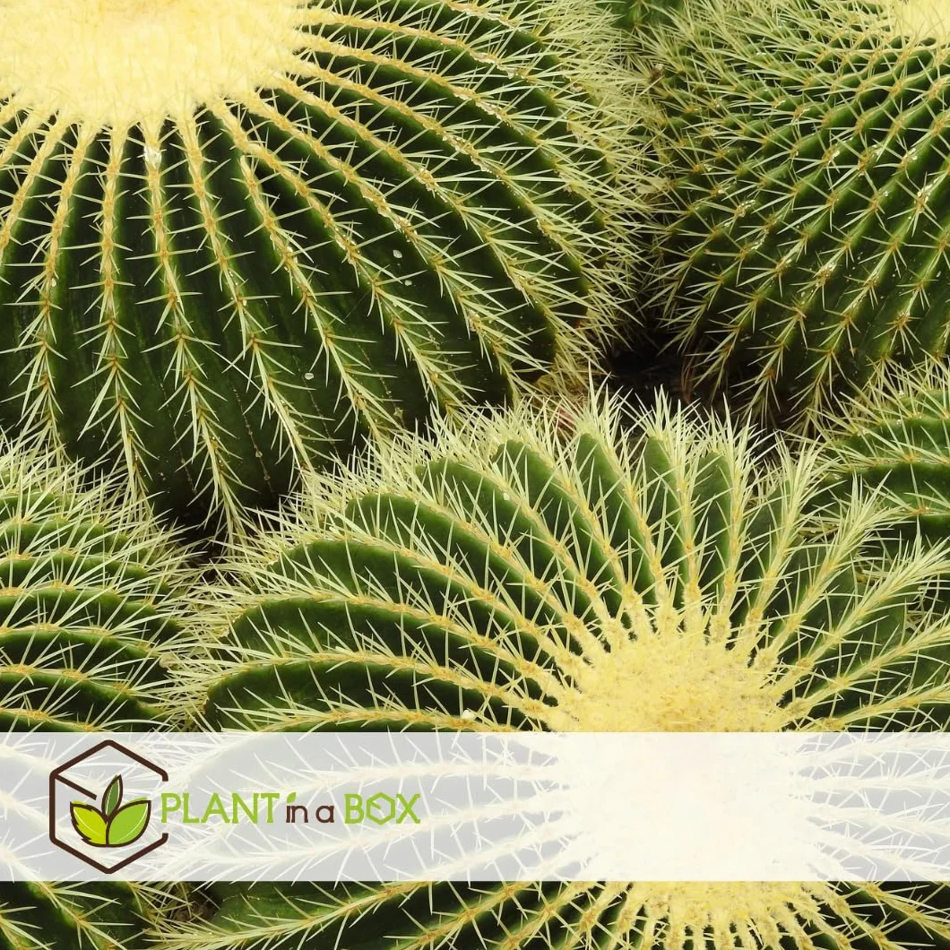 Echinocactus grusonii Cactus à tonne dorée Cactus boule Pot 25cm Hauteur 25–35cm