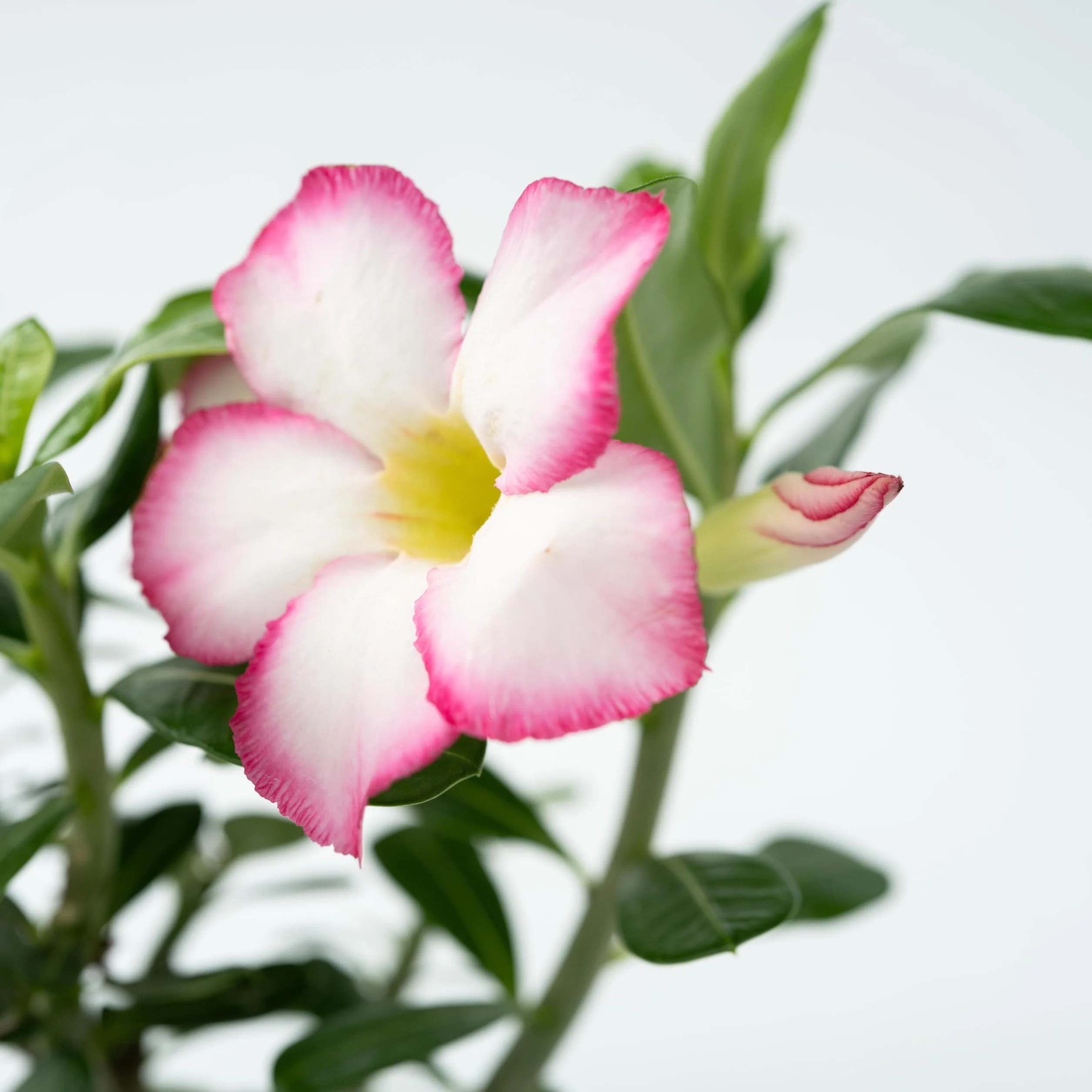 Adenium Obesum 'Étoile rose' Set de 2 - Rose du désert - Plante exotique - Pot 13cm 30-45cm