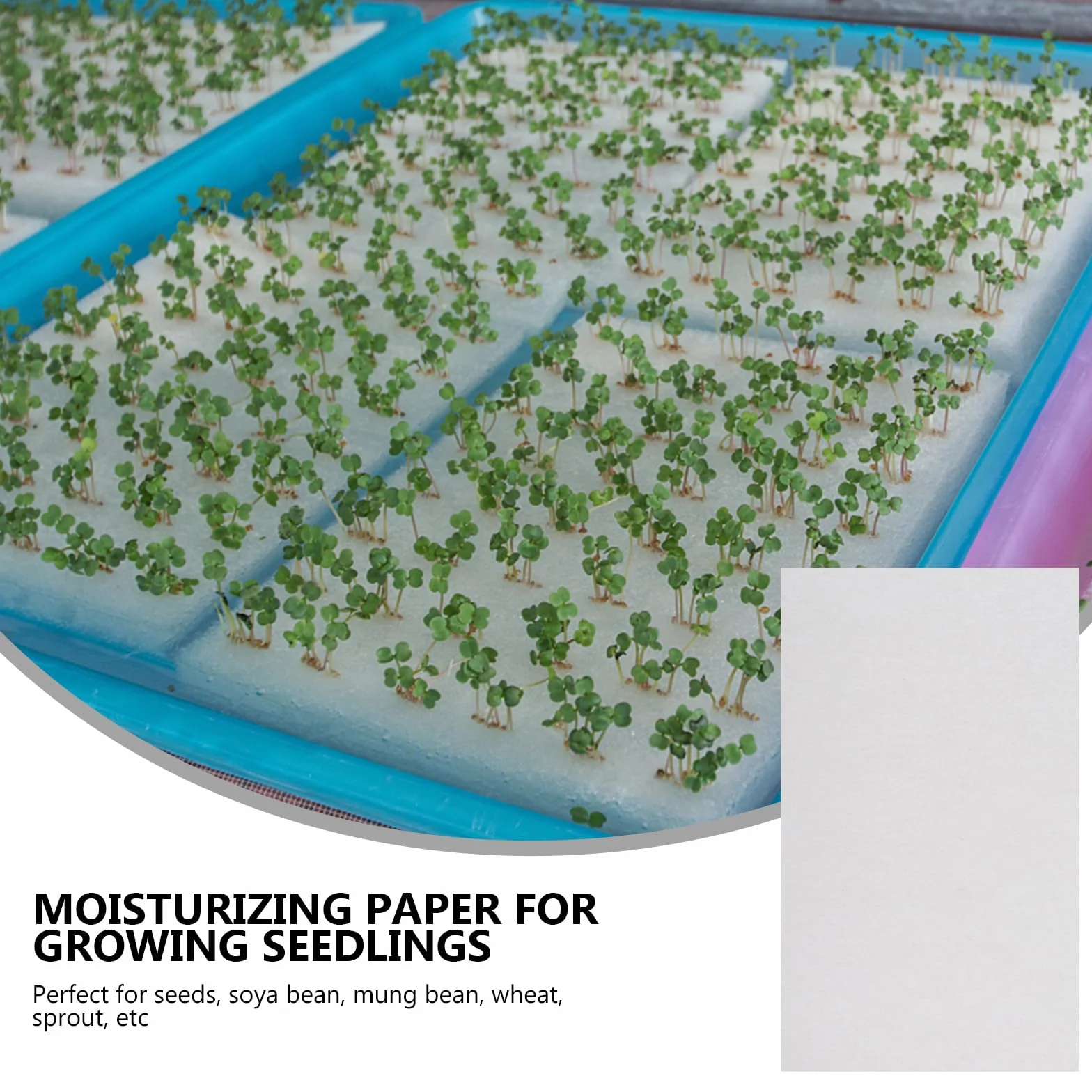 Papier De Germination 150 Feuilles Absorbantes pour Cultures sans Sol De Légumes