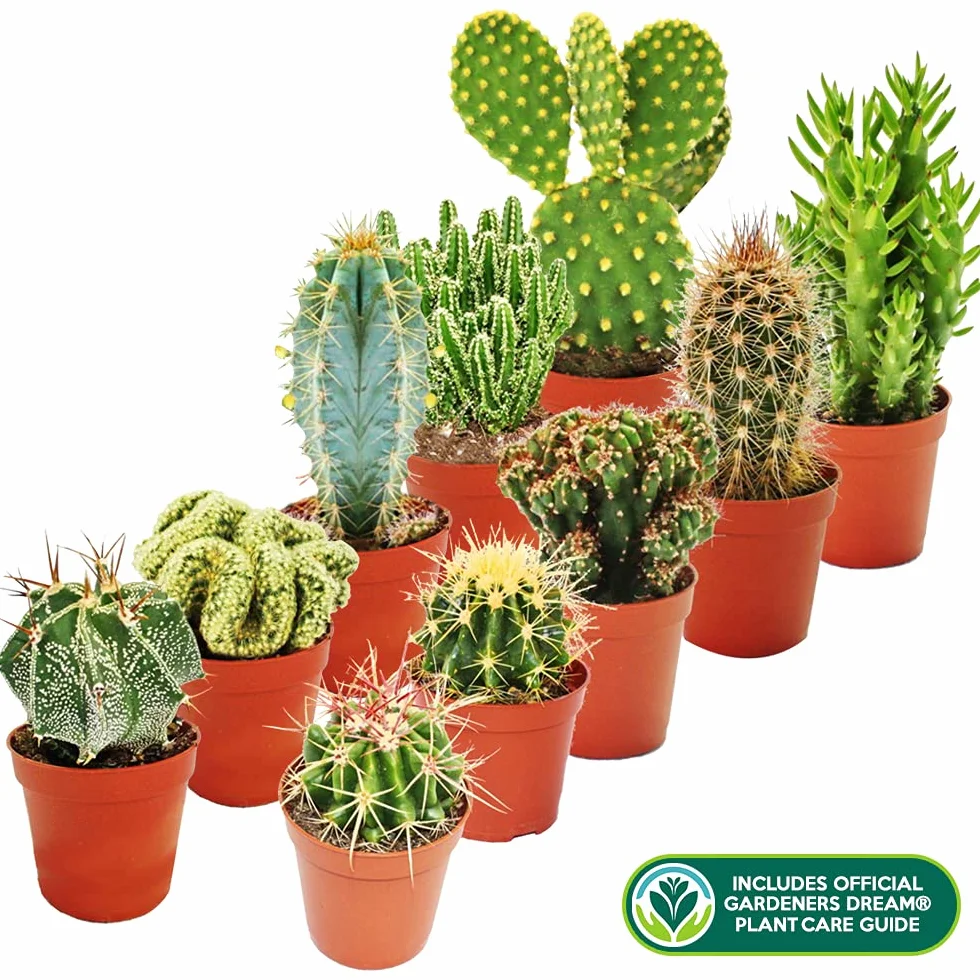 Collection Cactus Mixtes Vert - 10 Sortes Différentes