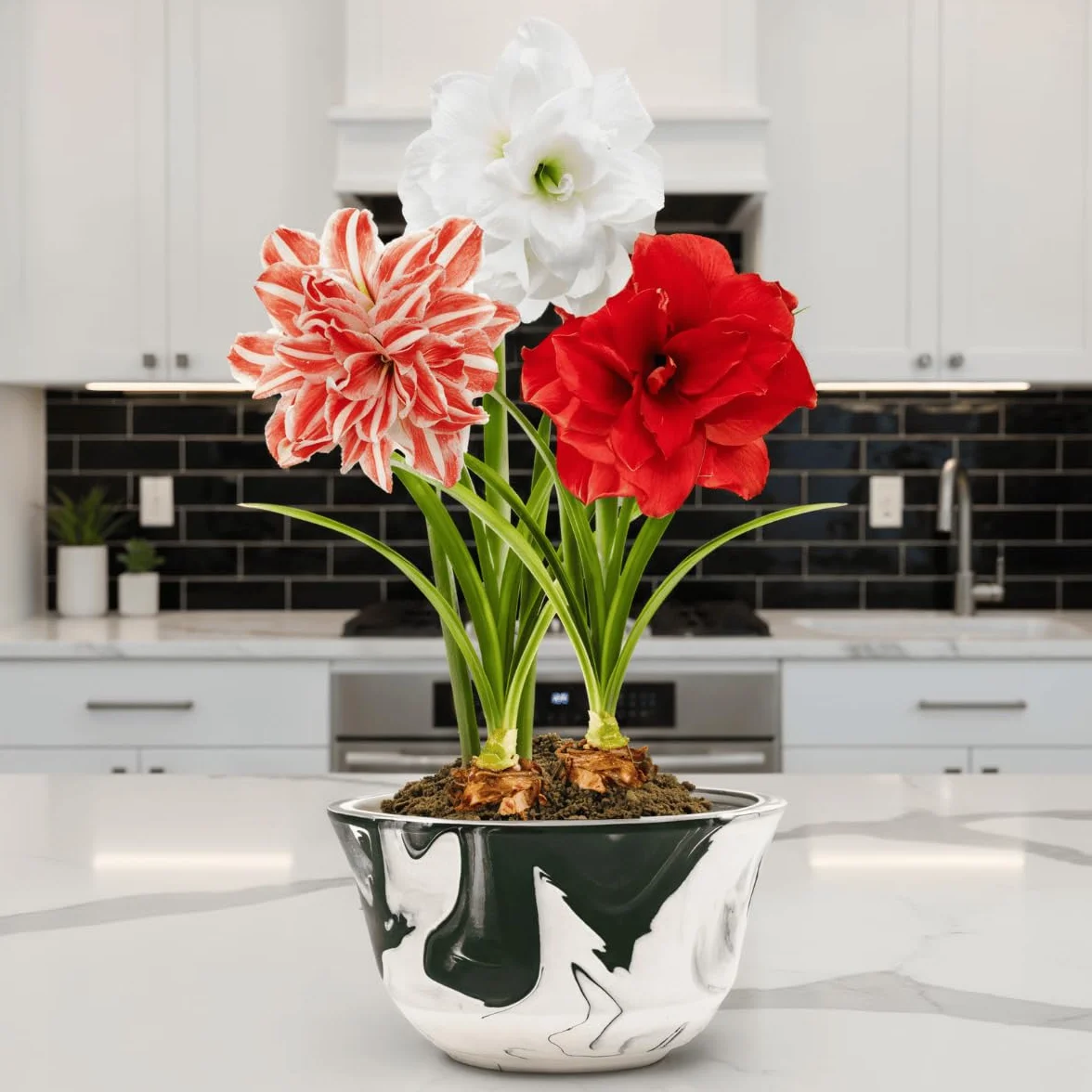 Amaryllis Bulbe Collection Farcis 3 pièces Bulbes à fleurs grand format 26/28 Hippeastrum Hollande
