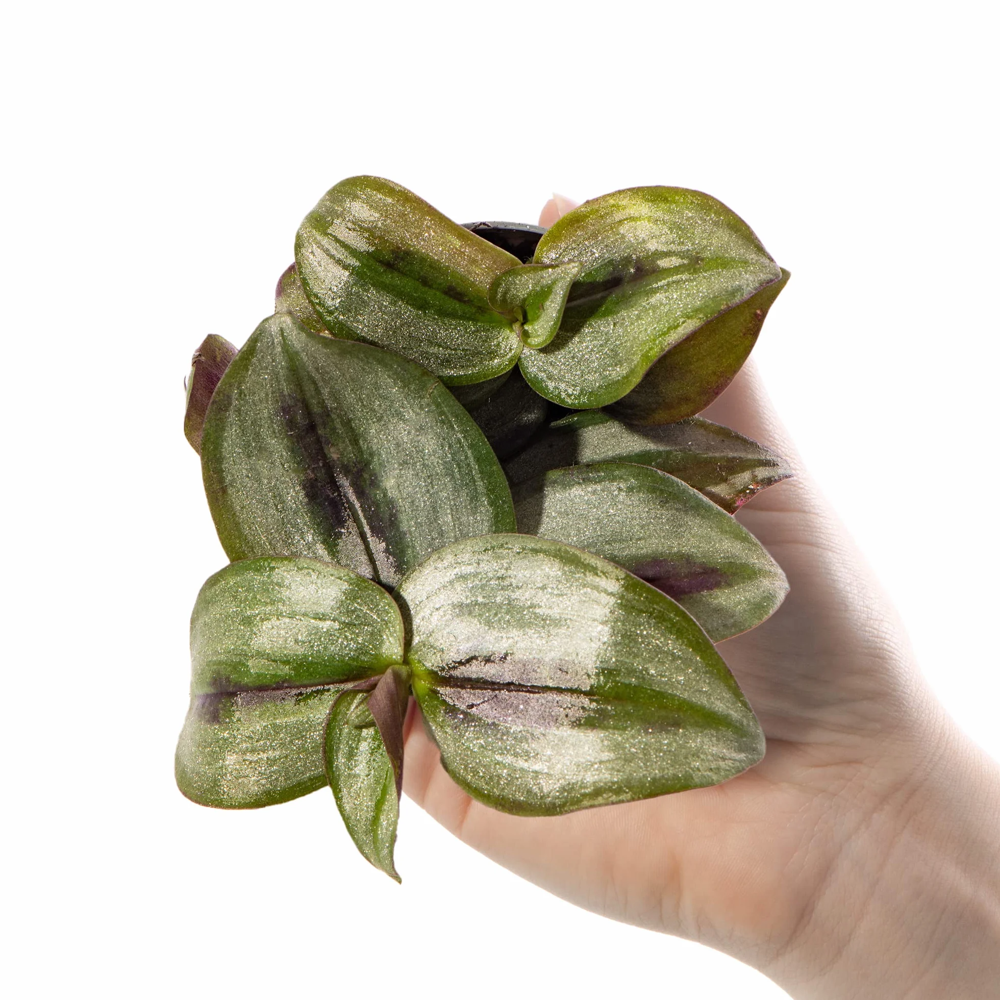 Tradescantia Pink Joy Zebrina Mini Misère Plante d'intérieur