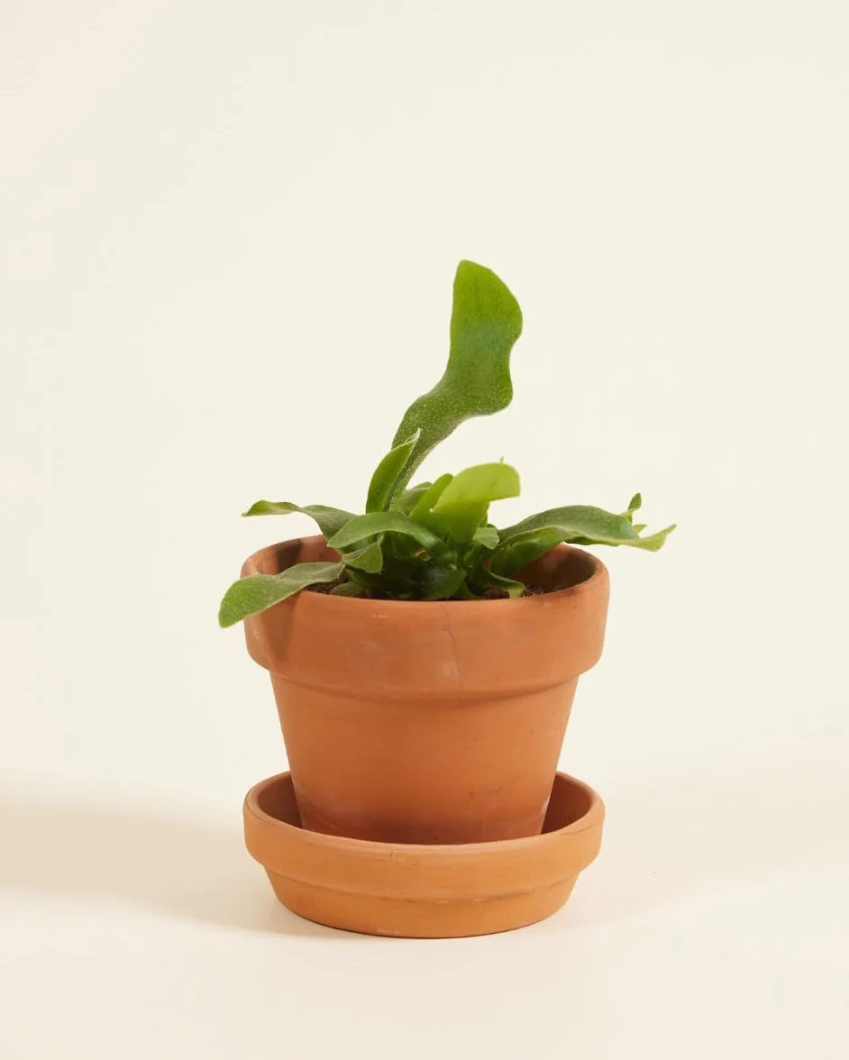 Platycerium Bifurcatum corne d'élan Plante verte d'intérieur 2 cm boutures Hauteur 10 cm