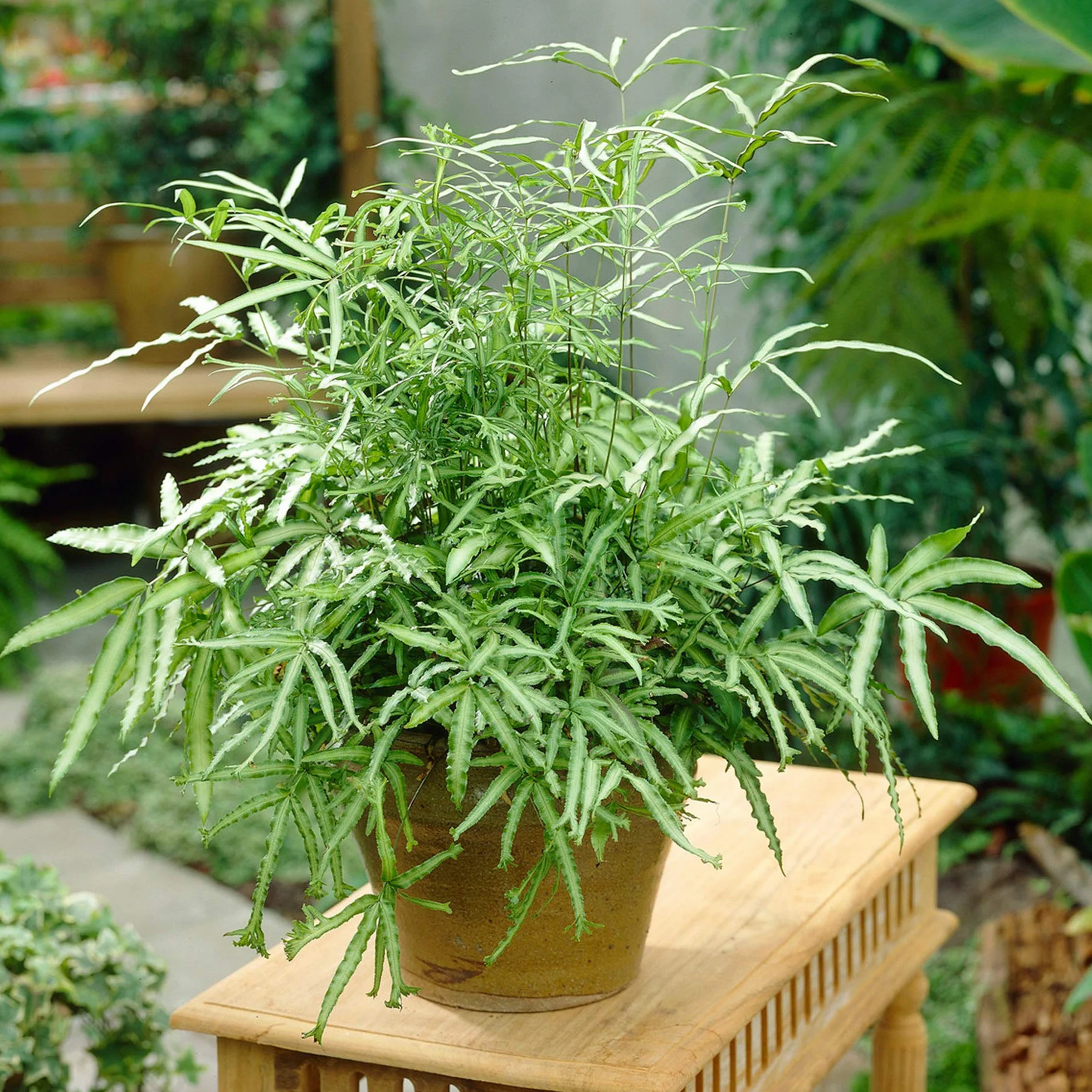Pteris Albolineata | Fougère d'intérieur | Plante 25-35 cm en Pot