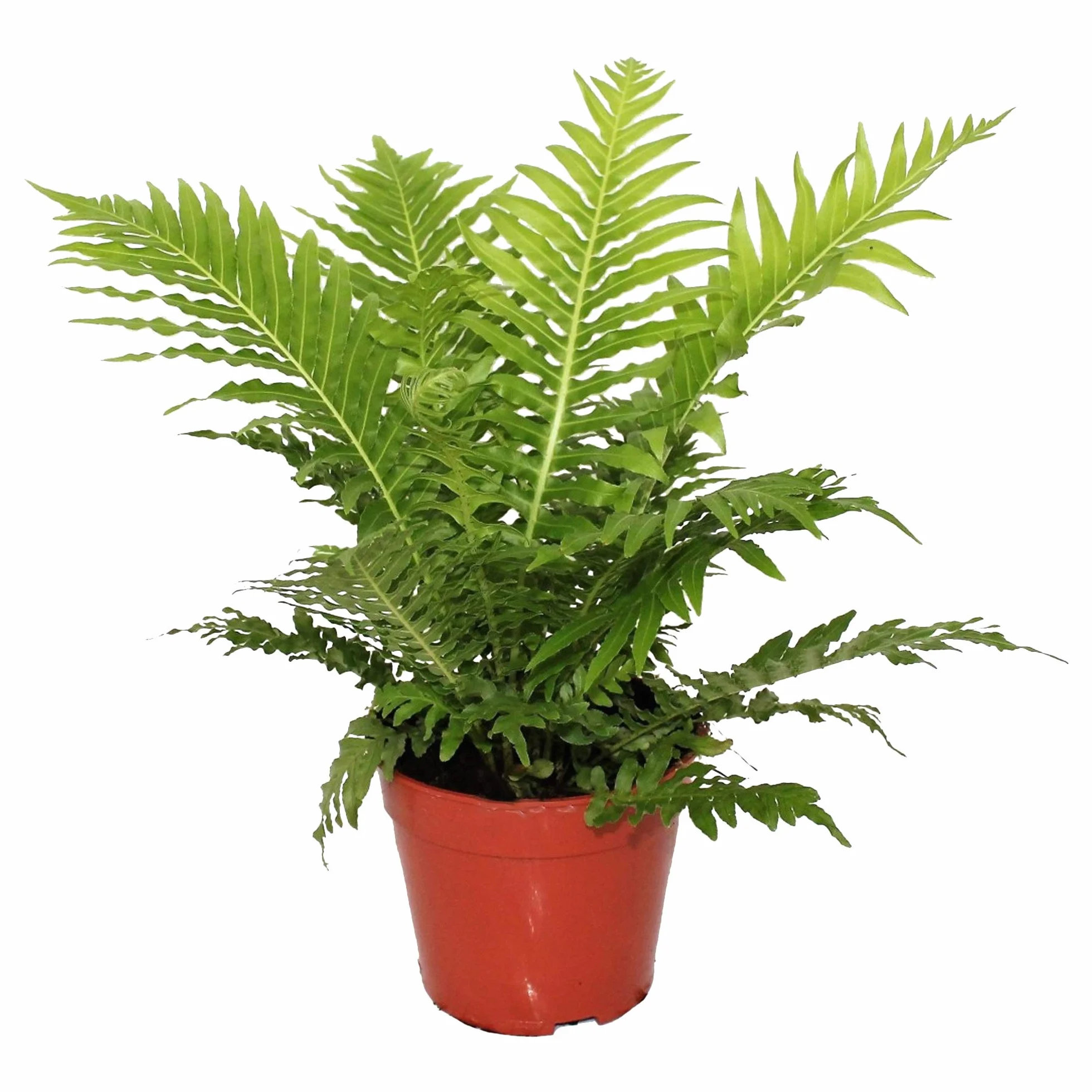 Blechnum Silver Lady Petite Fougère d'intérieur en Pot Cadeau